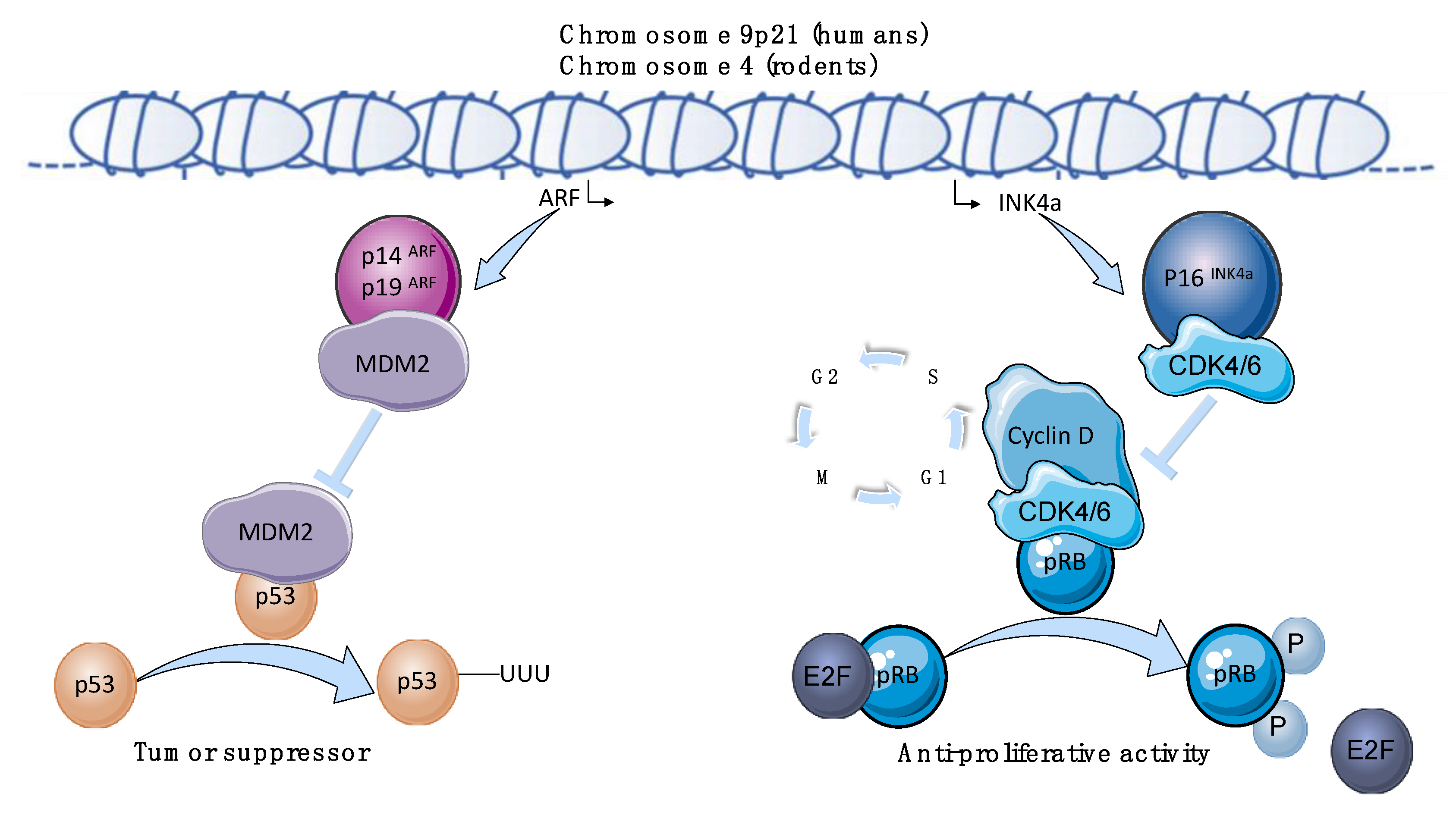 Biomolecules 10 01350 g001