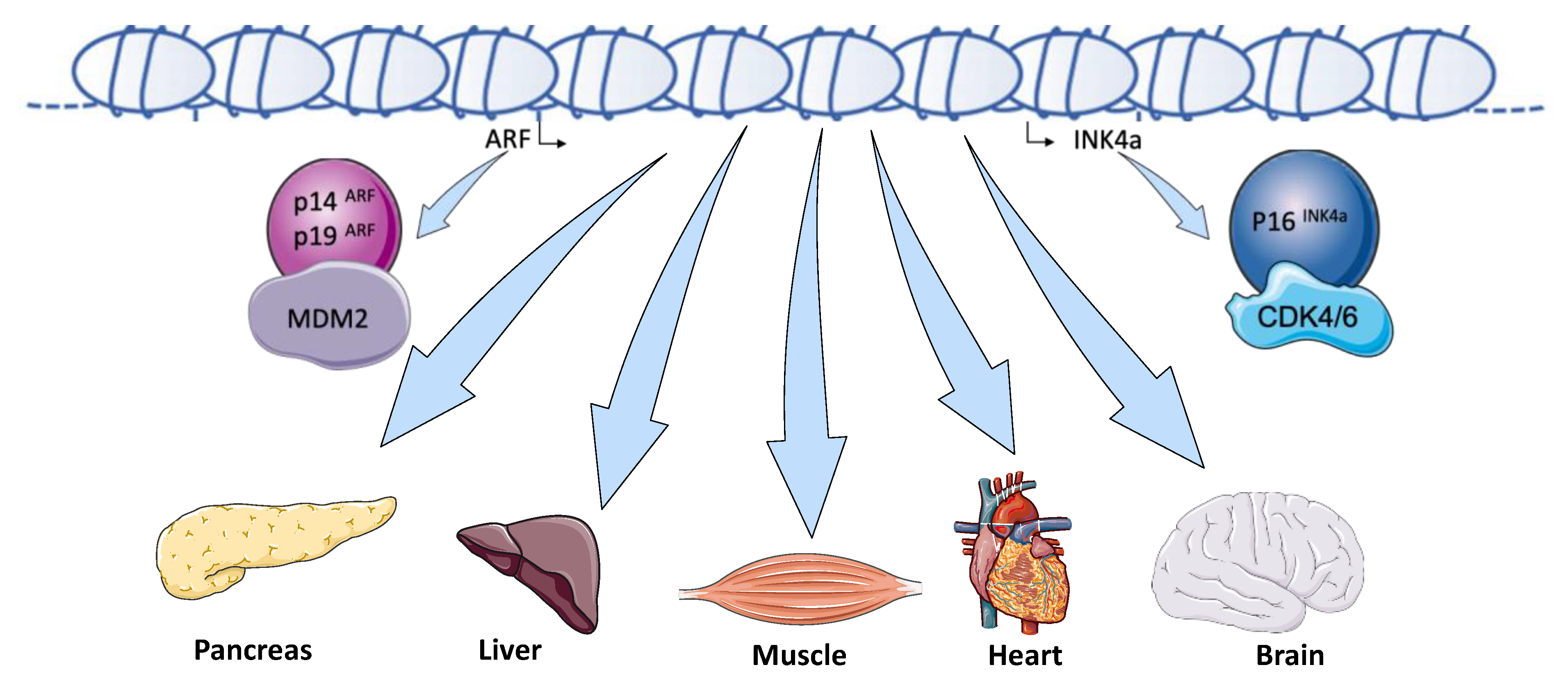 Biomolecules 10 01350 g004
