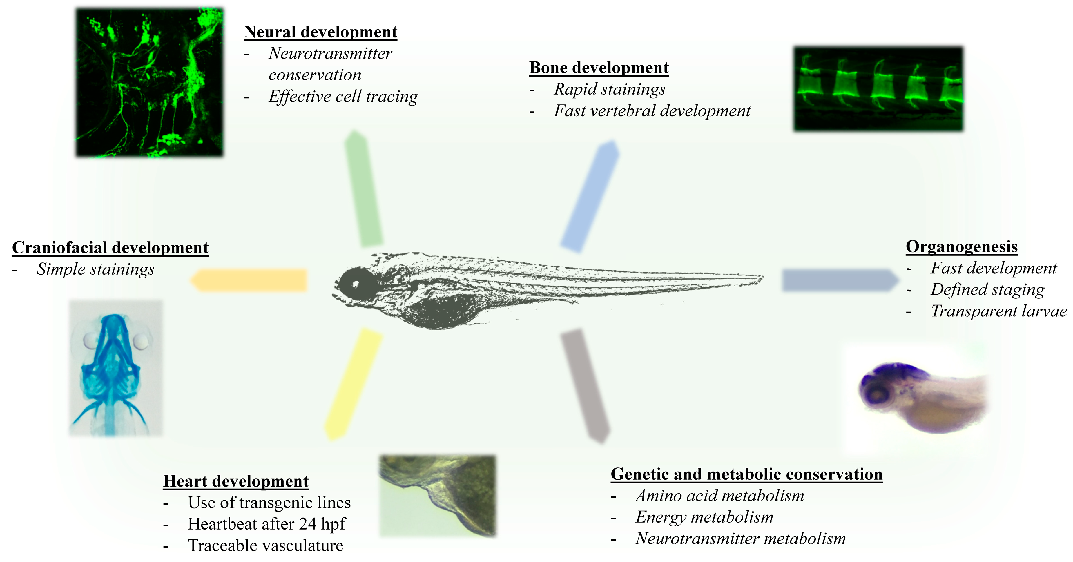 Biomolecules 10 01352 g002