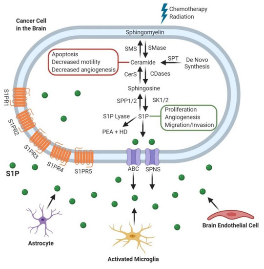 Biomolecules 10 01357 g001