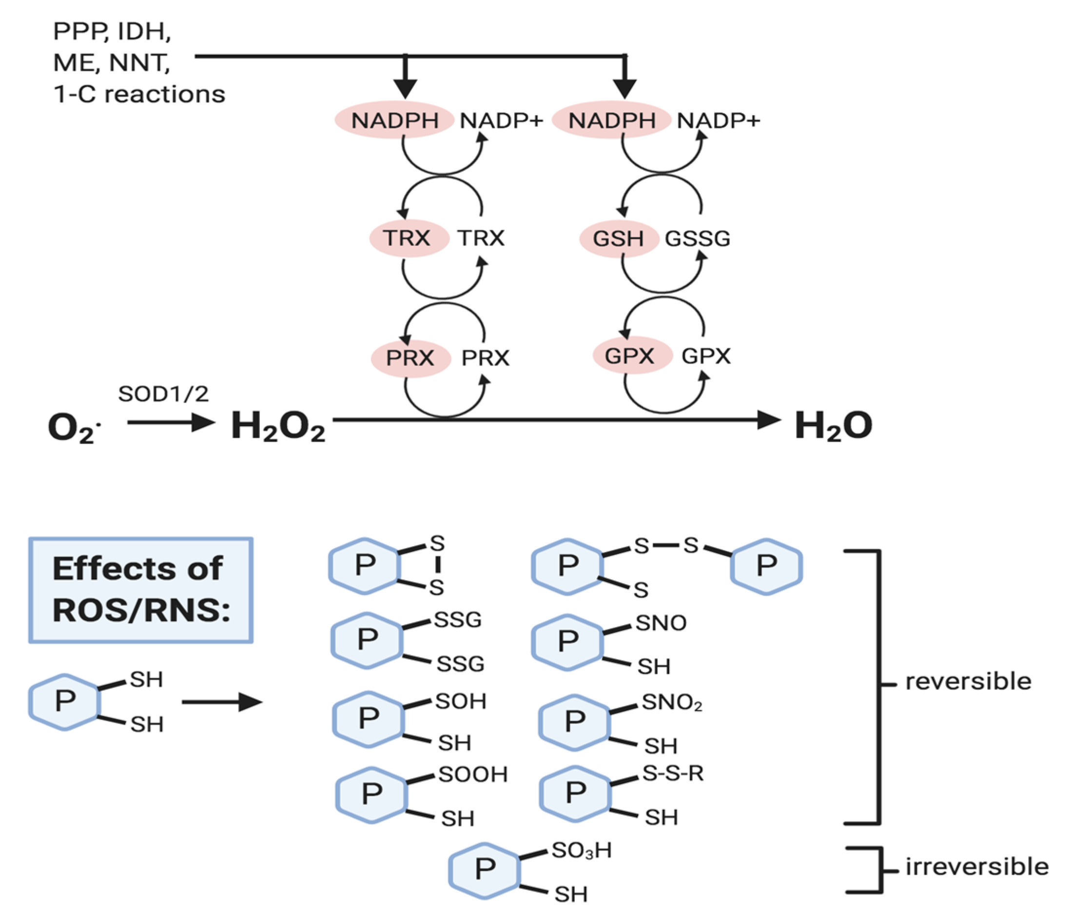Biomolecules 10 01429 g002