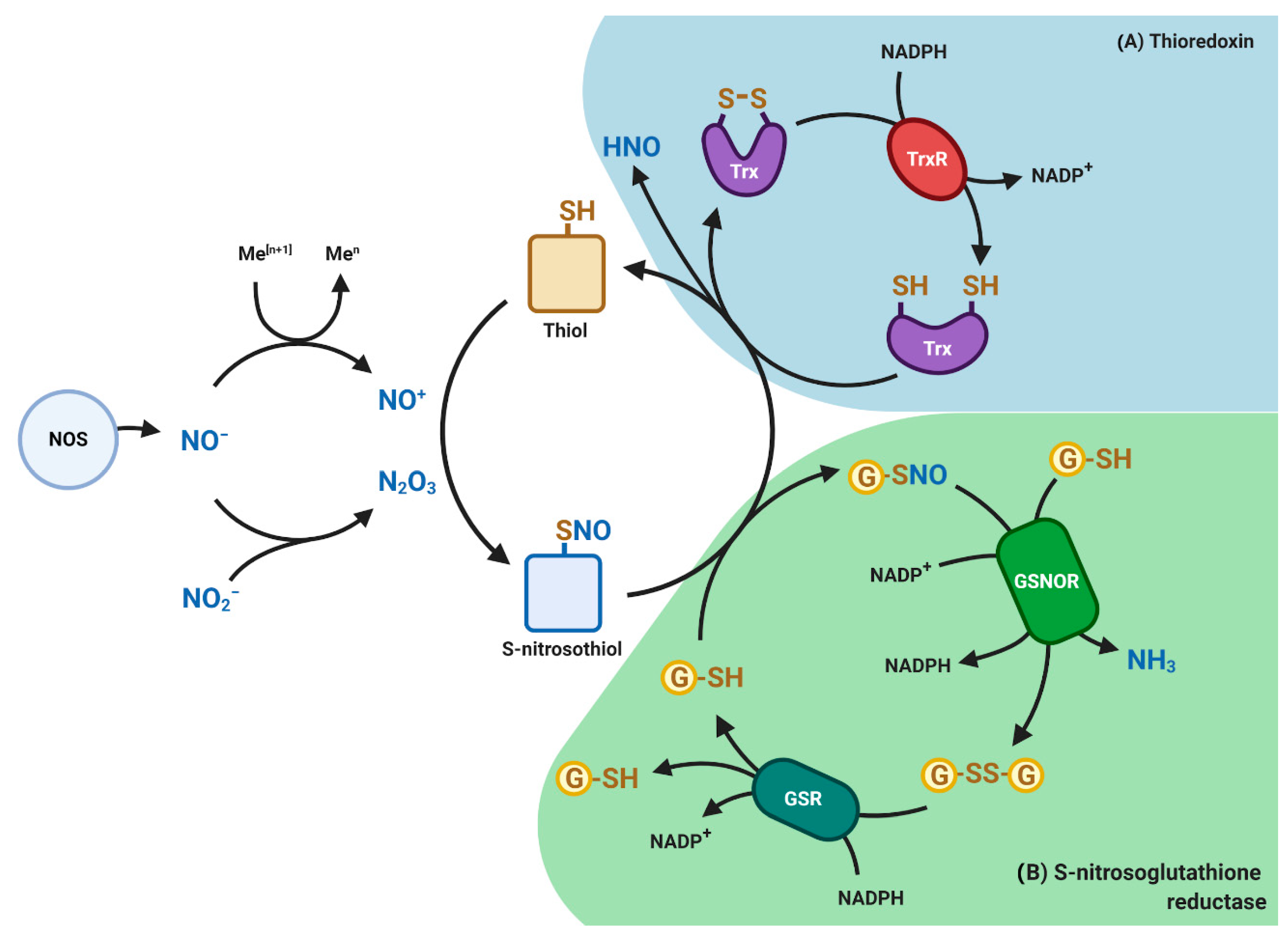 Biomolecules 10 01429 g003