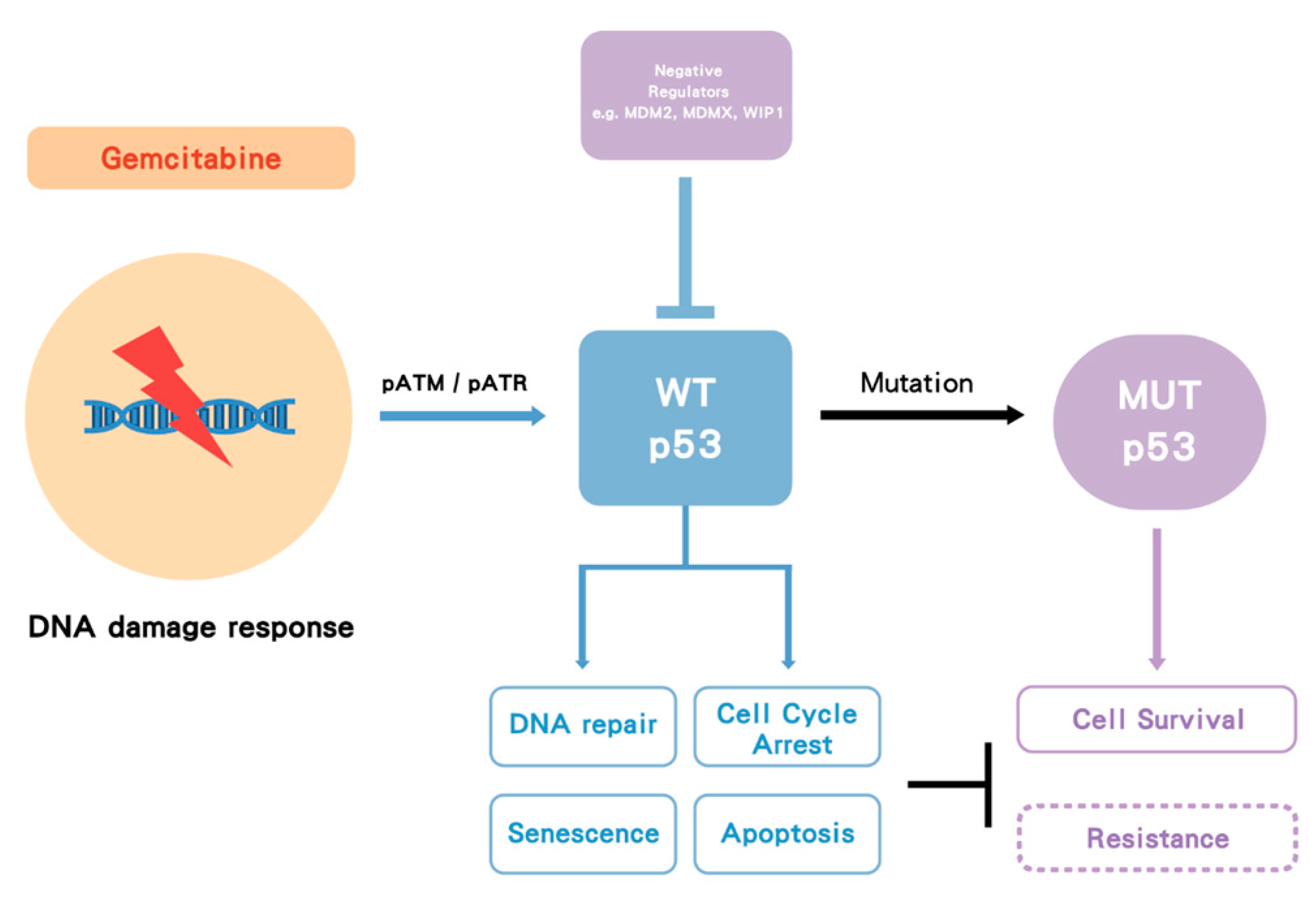 Biomolecules 10 01474 g005 Biomolecules 10 01474 g005