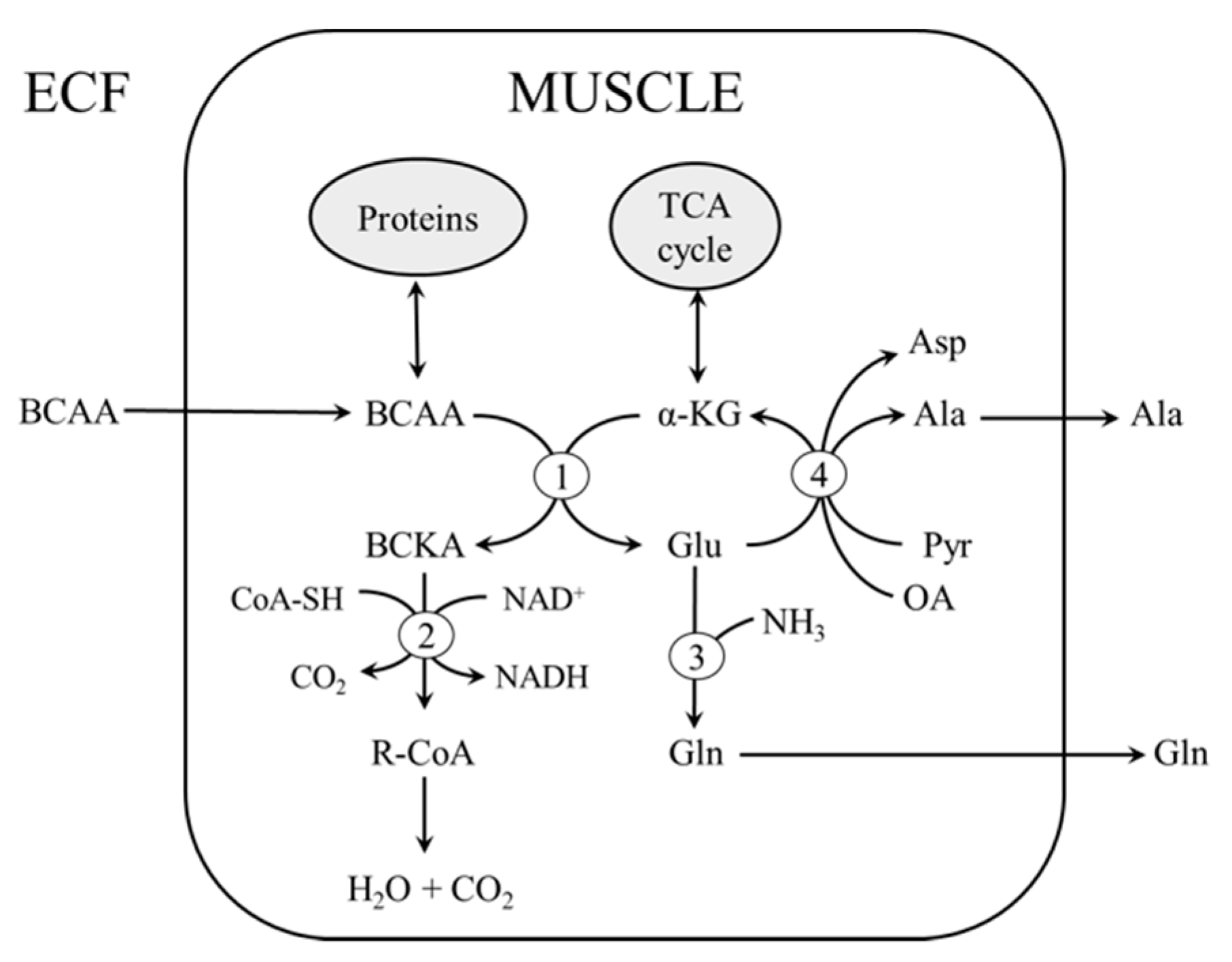 Biomolecules 10 01475 g003 Biomolecules 10 01475 g003
