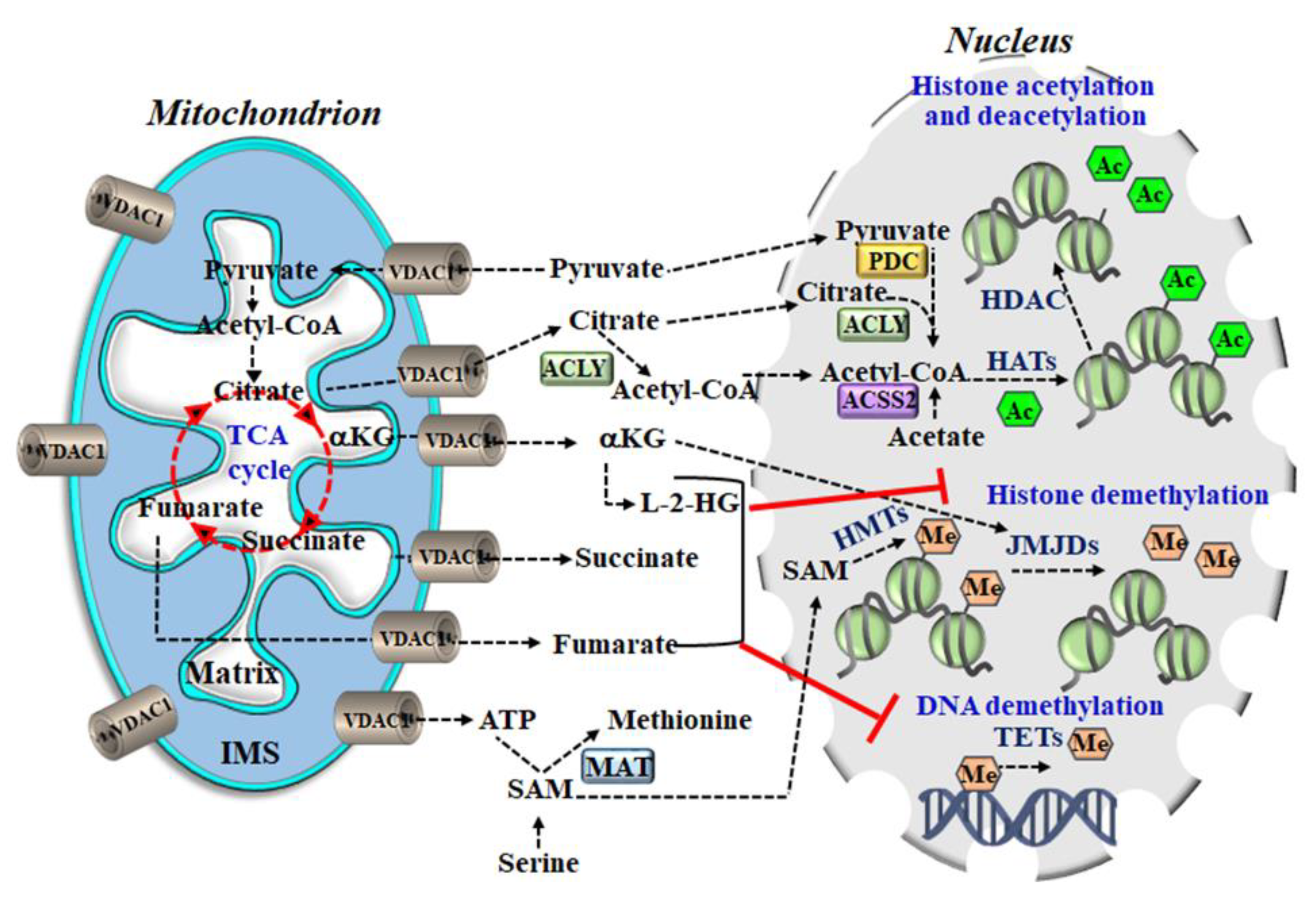 Biomolecules 10 01485 g004