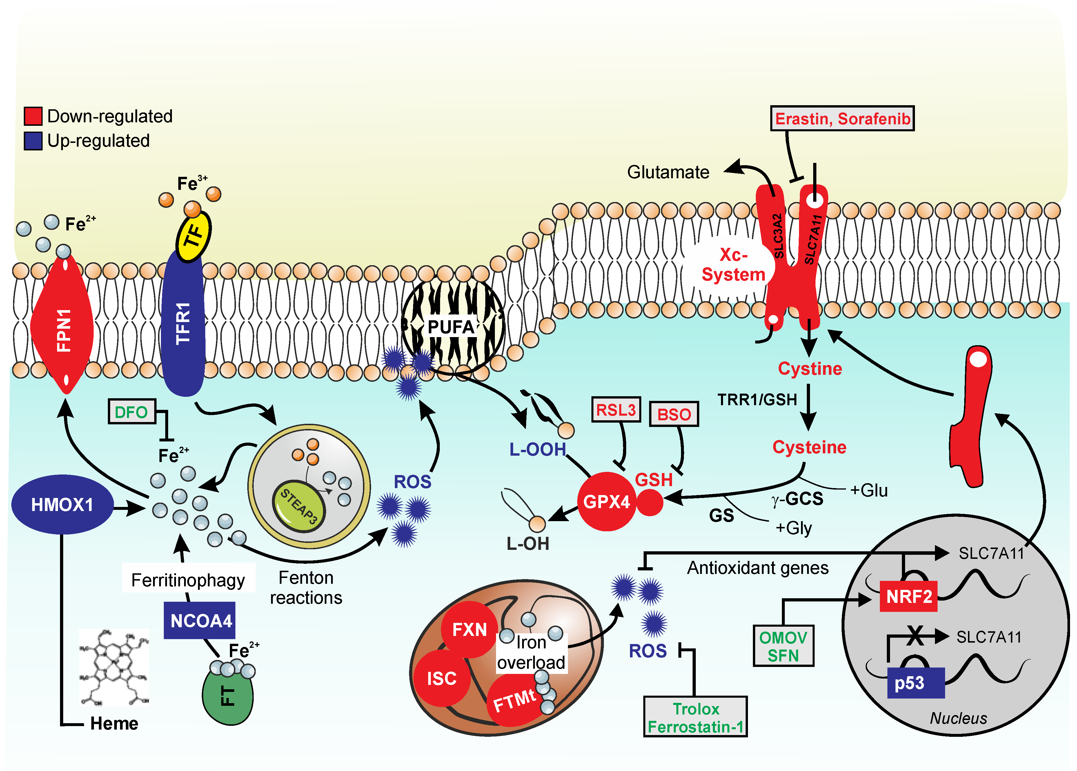 Biomolecules 10 01489 g001 Biomolecules 10 01489 g001