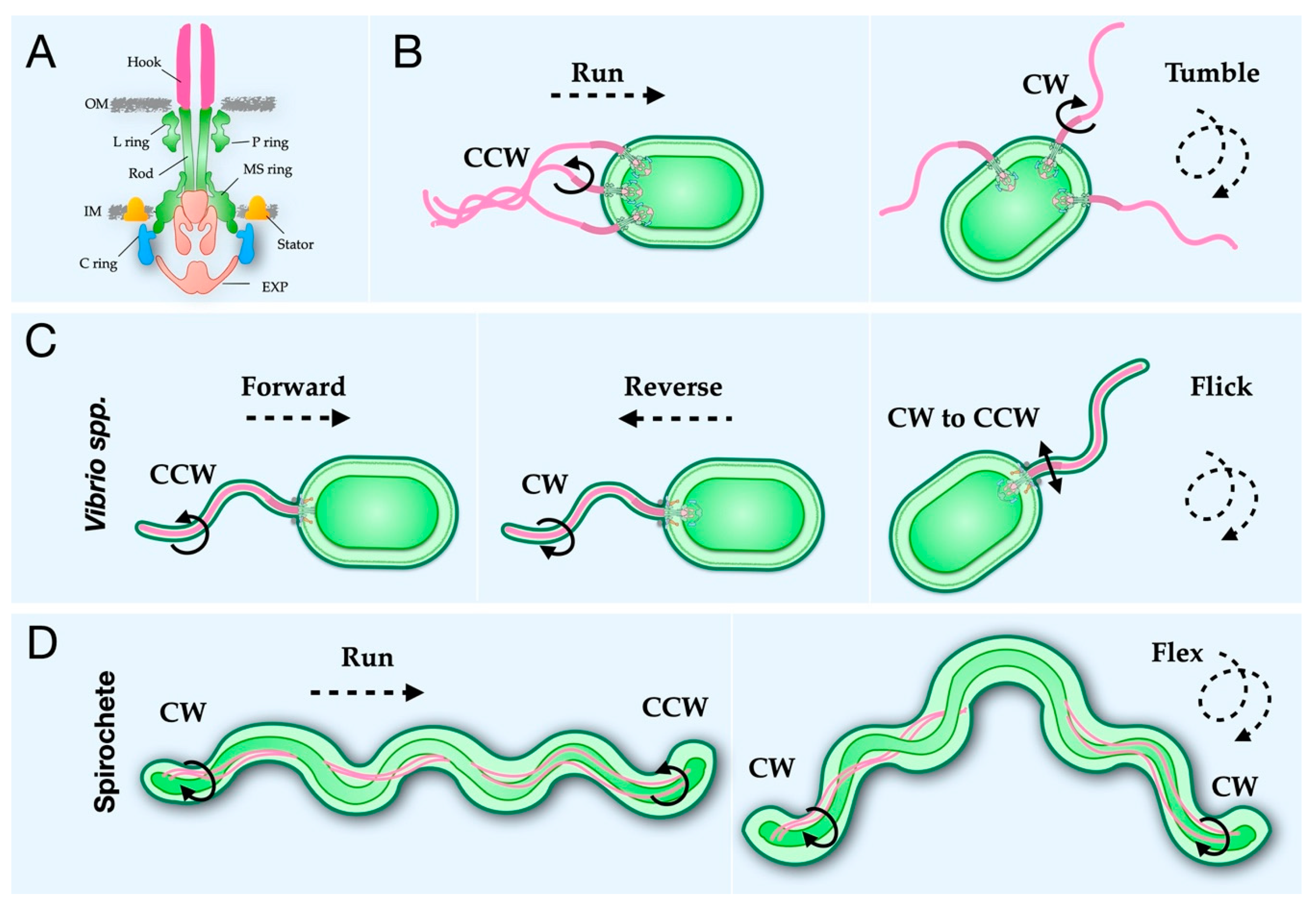 Biomolecules 10 01492 g001