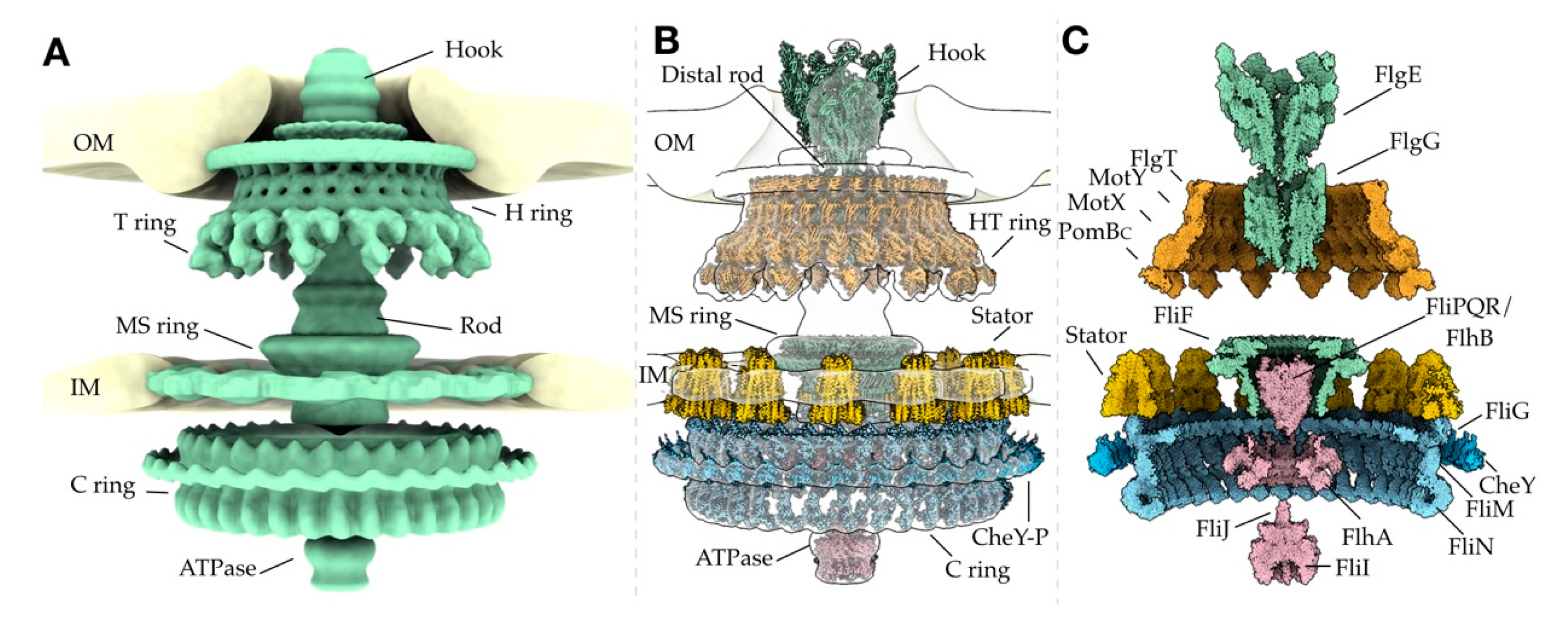 Biomolecules 10 01492 g003