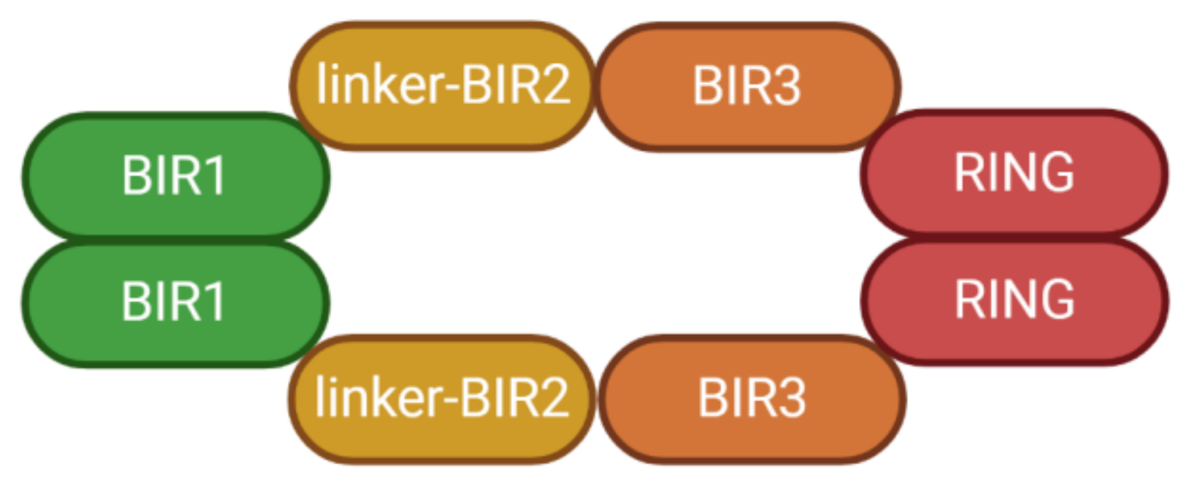 Biomolecules 10 01493 g001 Biomolecules 10 01493 g001