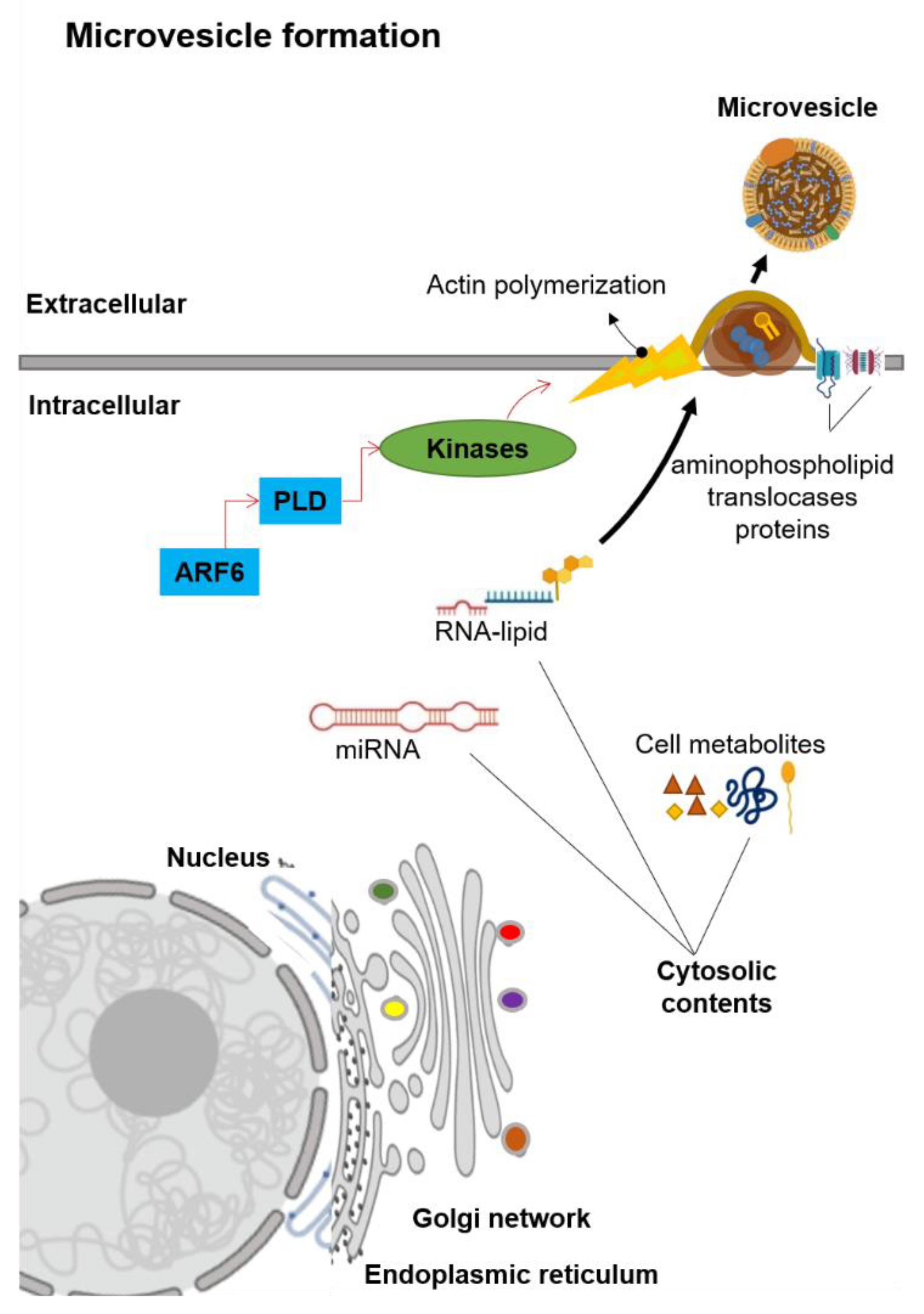 Biomolecules 10 01494 g002