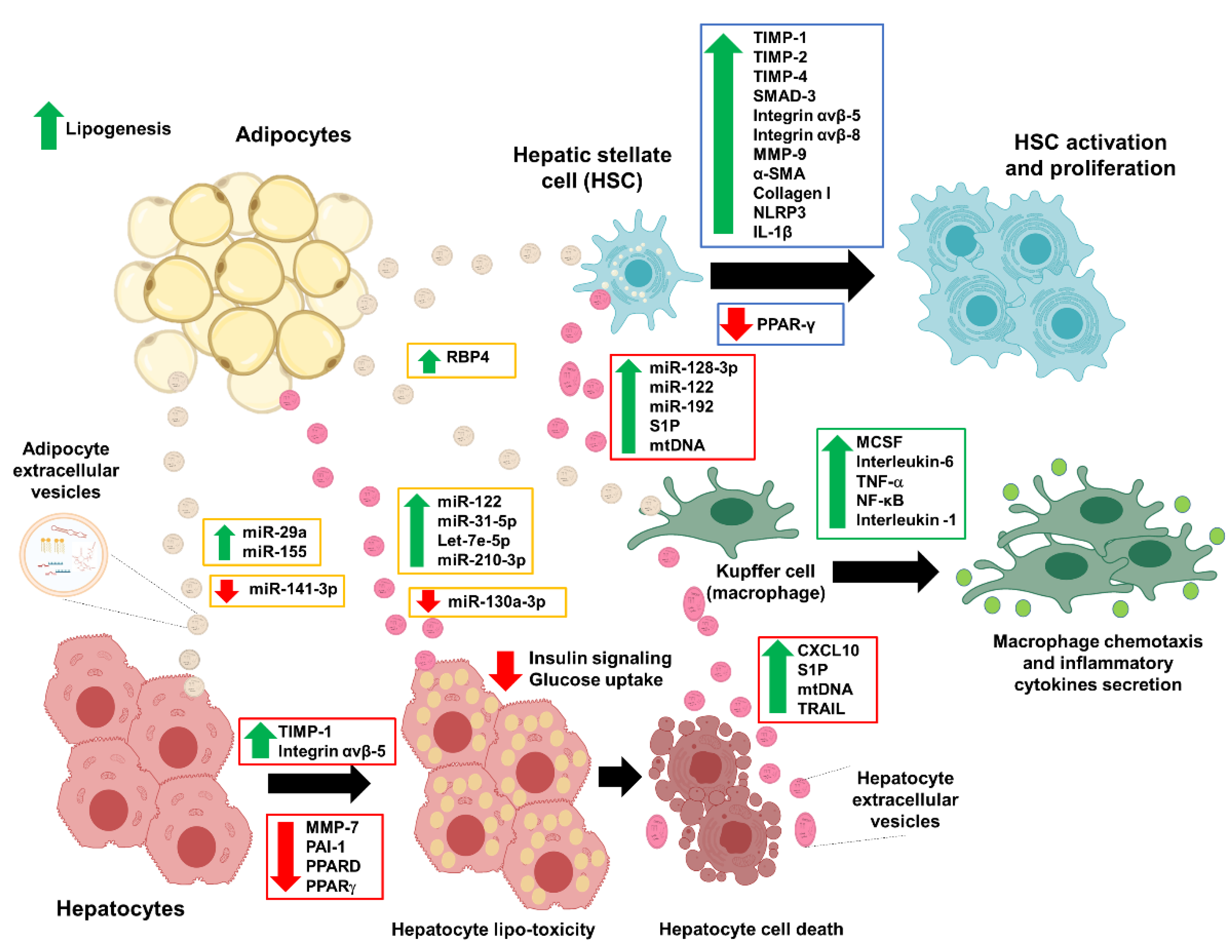 Biomolecules 10 01494 g004