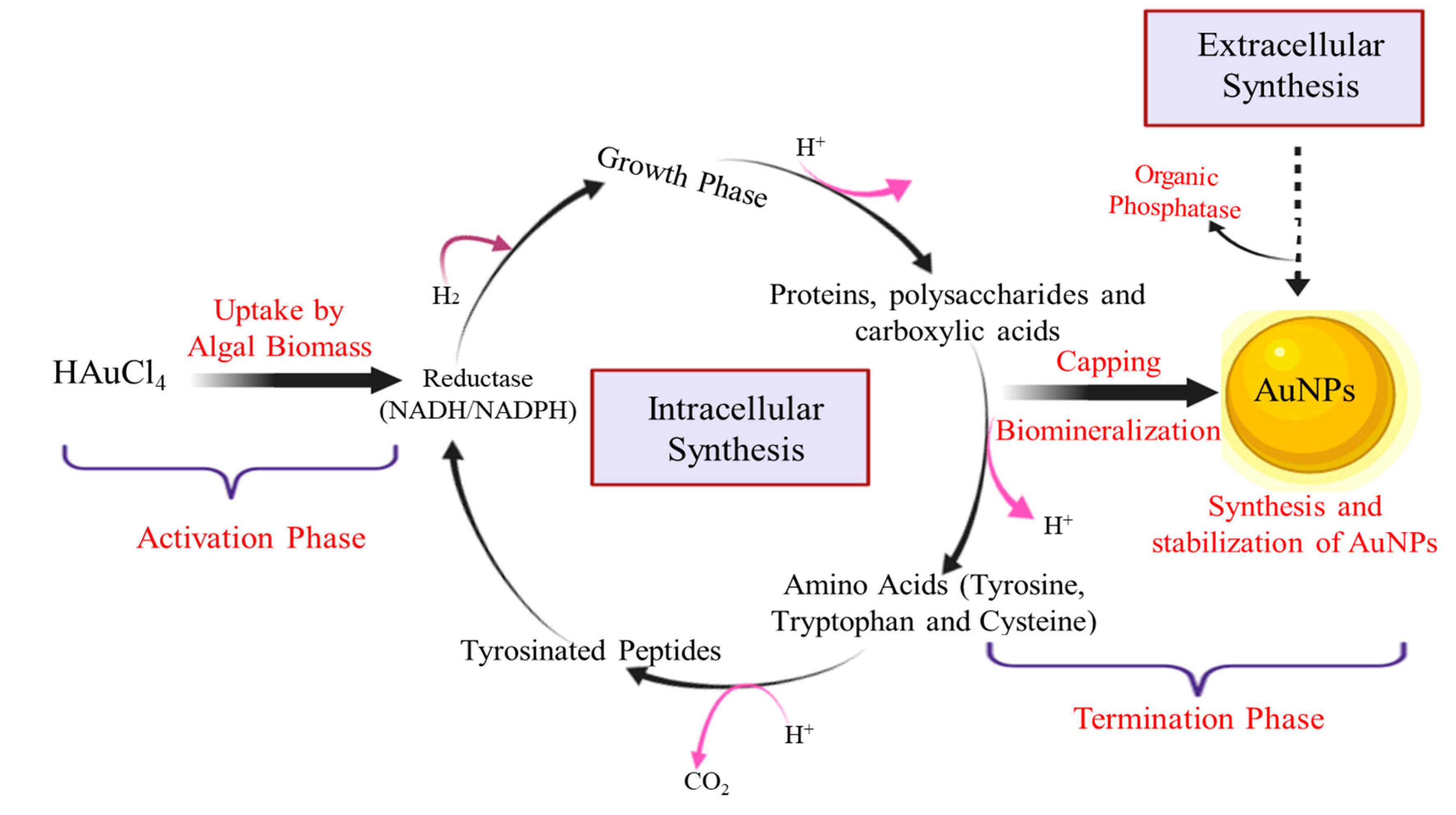Biomolecules 10 01498 g003