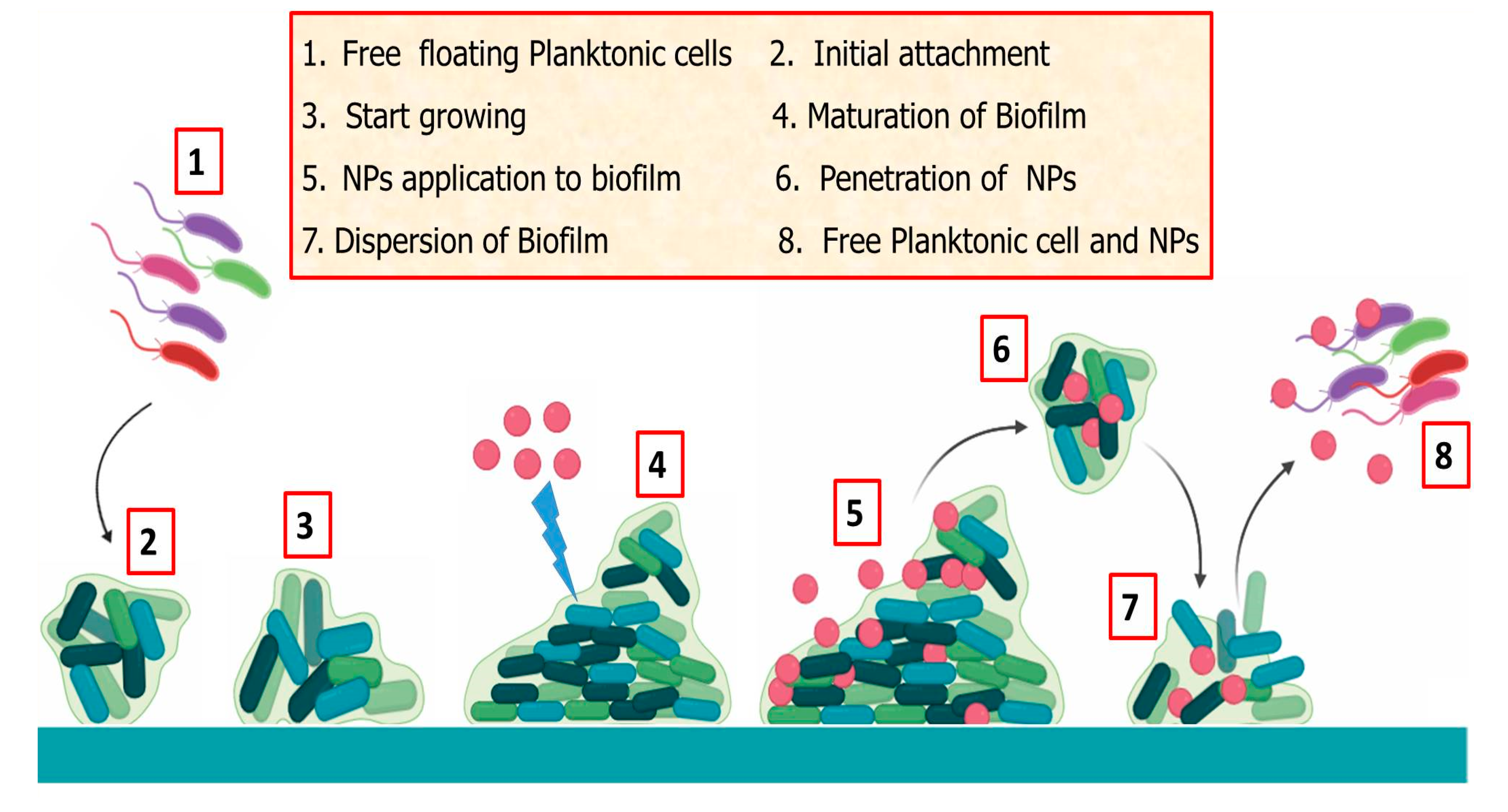 Biomolecules 10 01498 g004