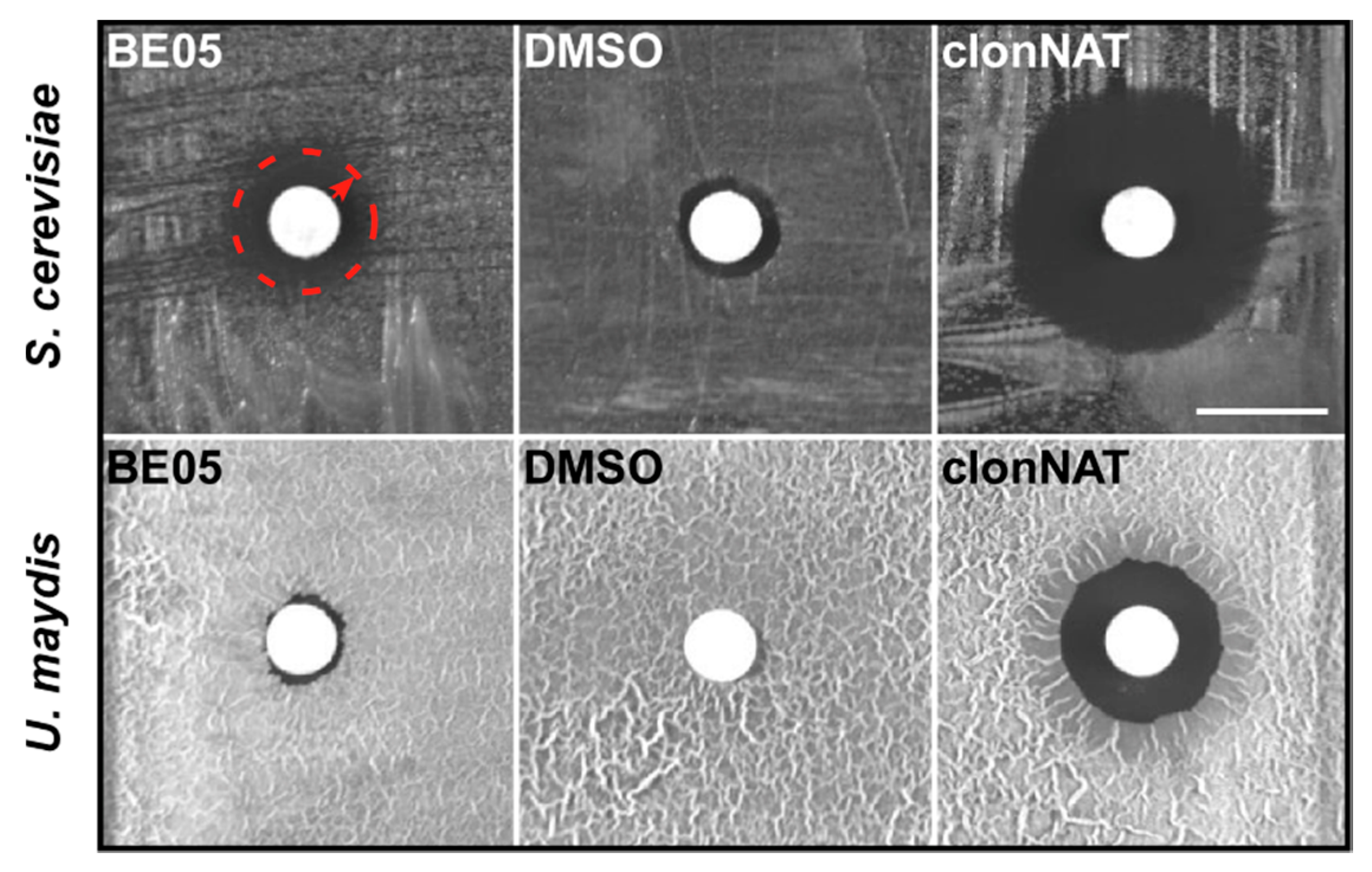 Biomolecules 10 01502 g001