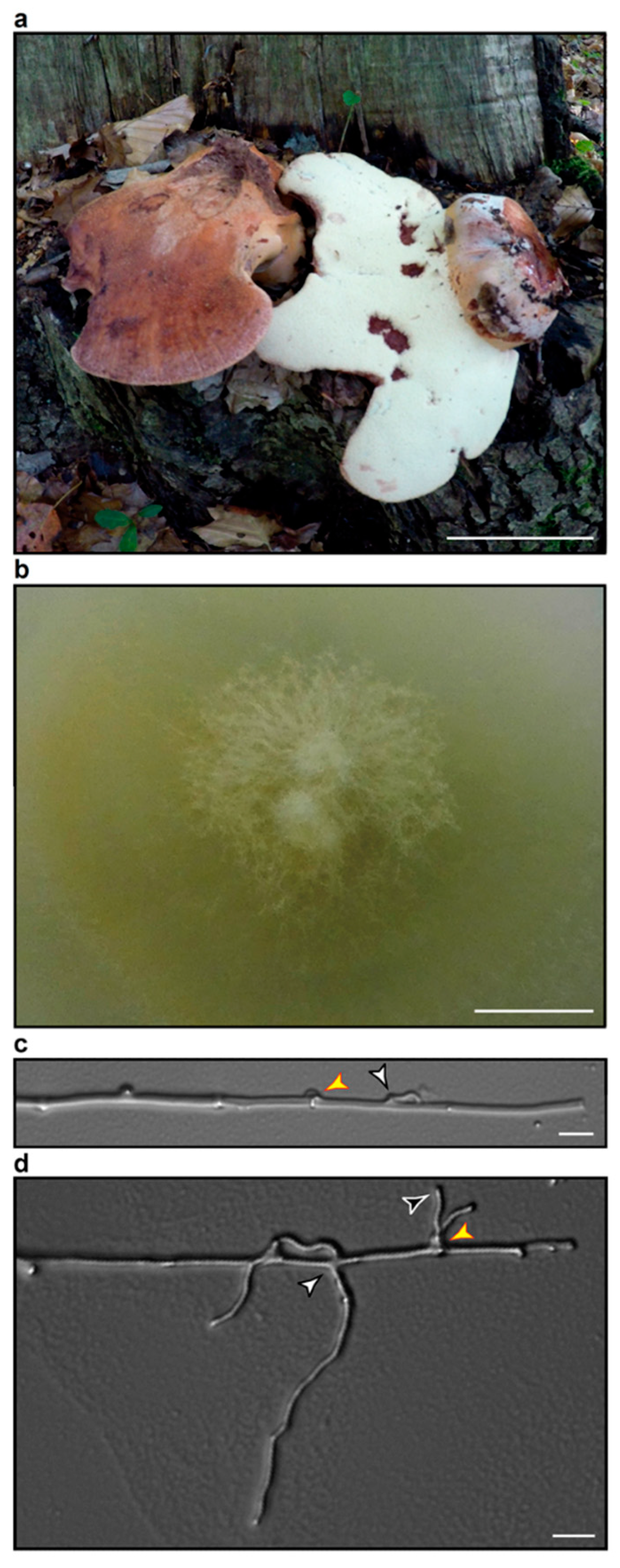 Biomolecules 10 01502 g002