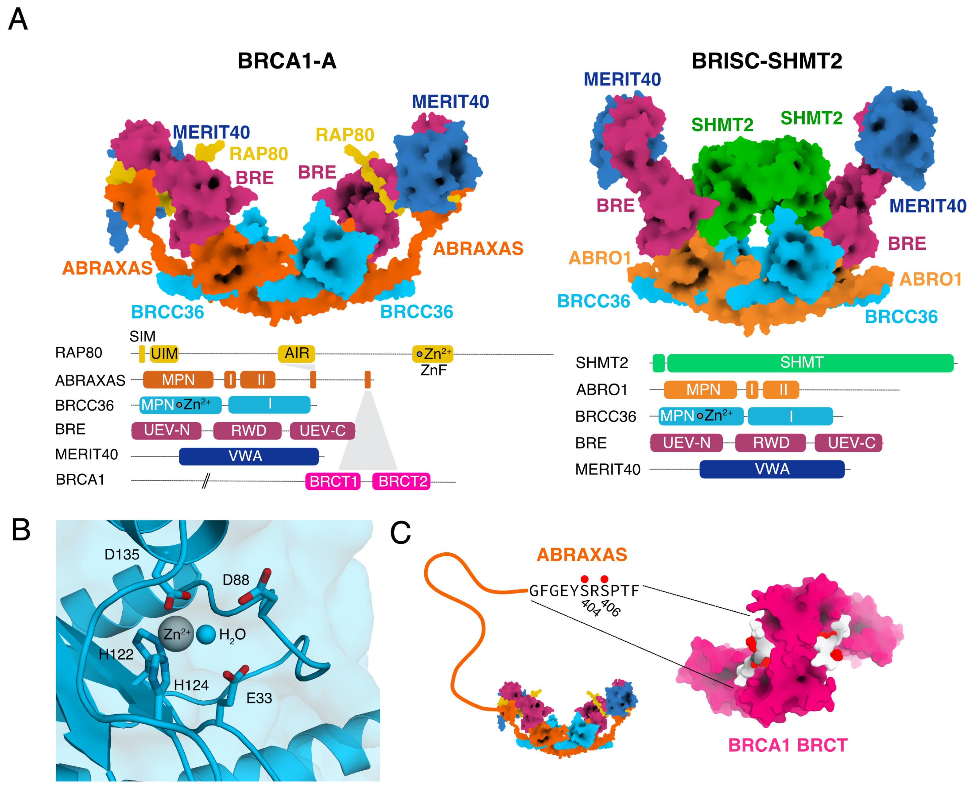 Biomolecules 10 01503 g001