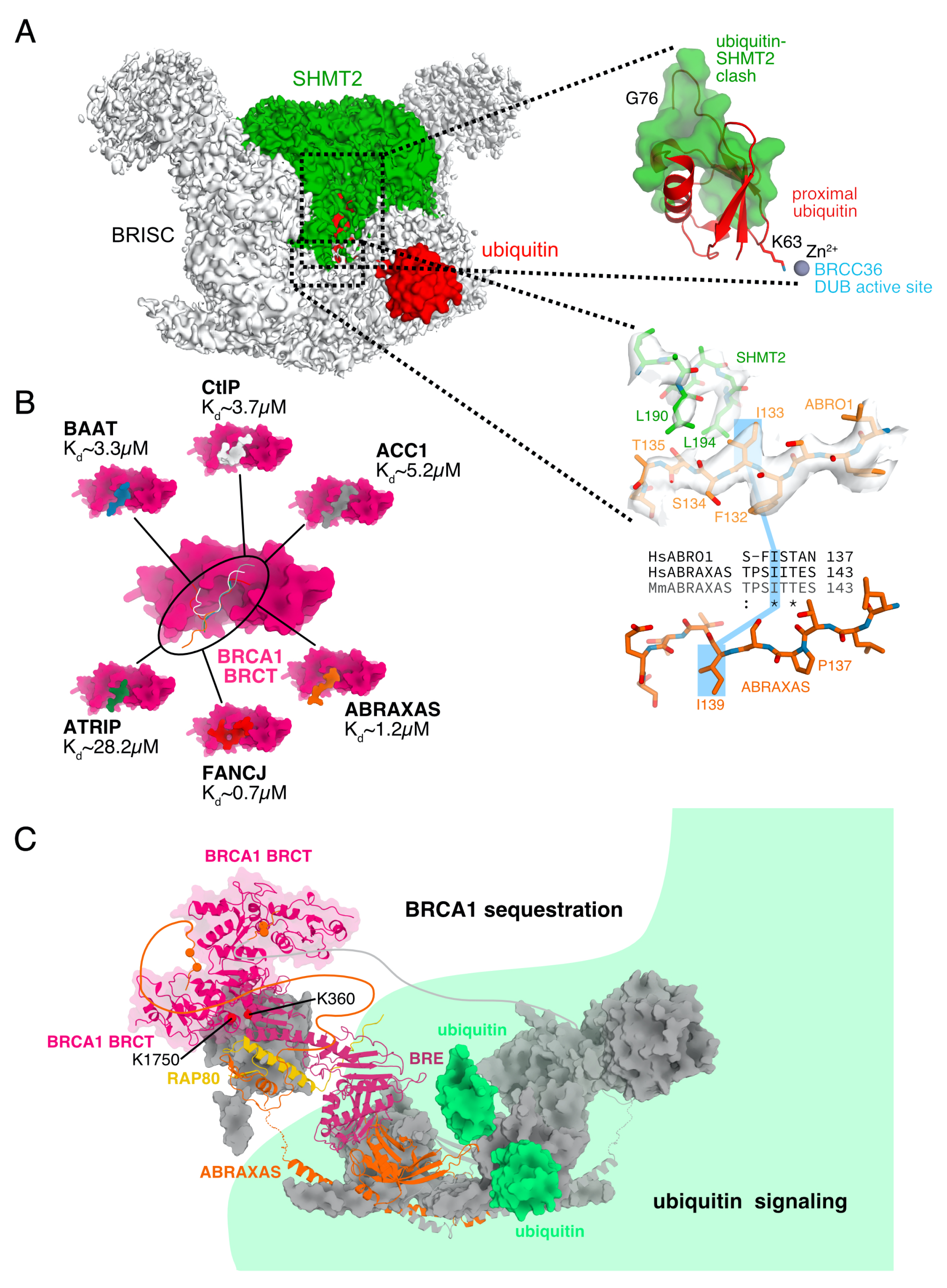 Biomolecules 10 01503 g004