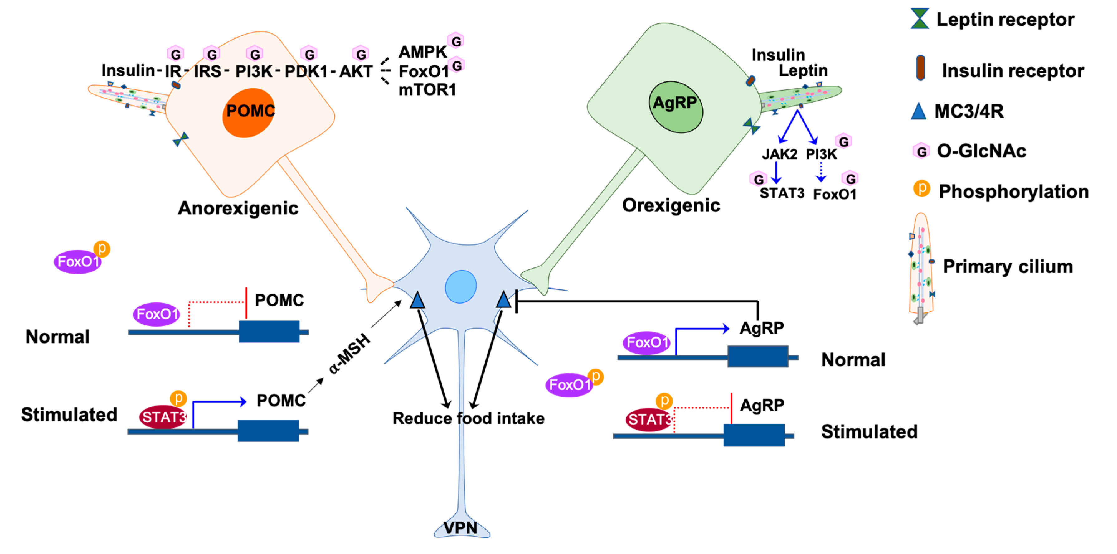 Biomolecules 10 01504 g001