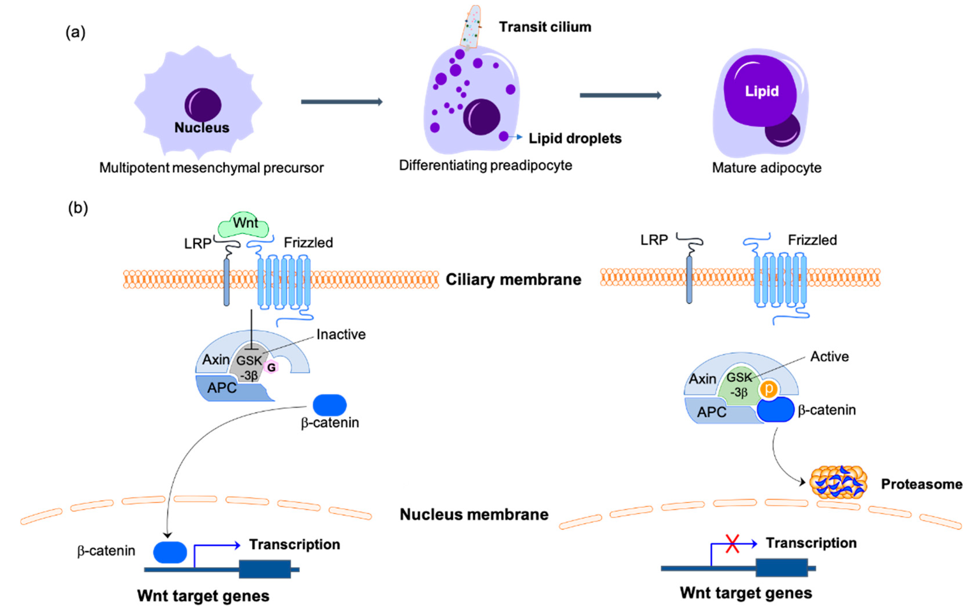 Biomolecules 10 01504 g002