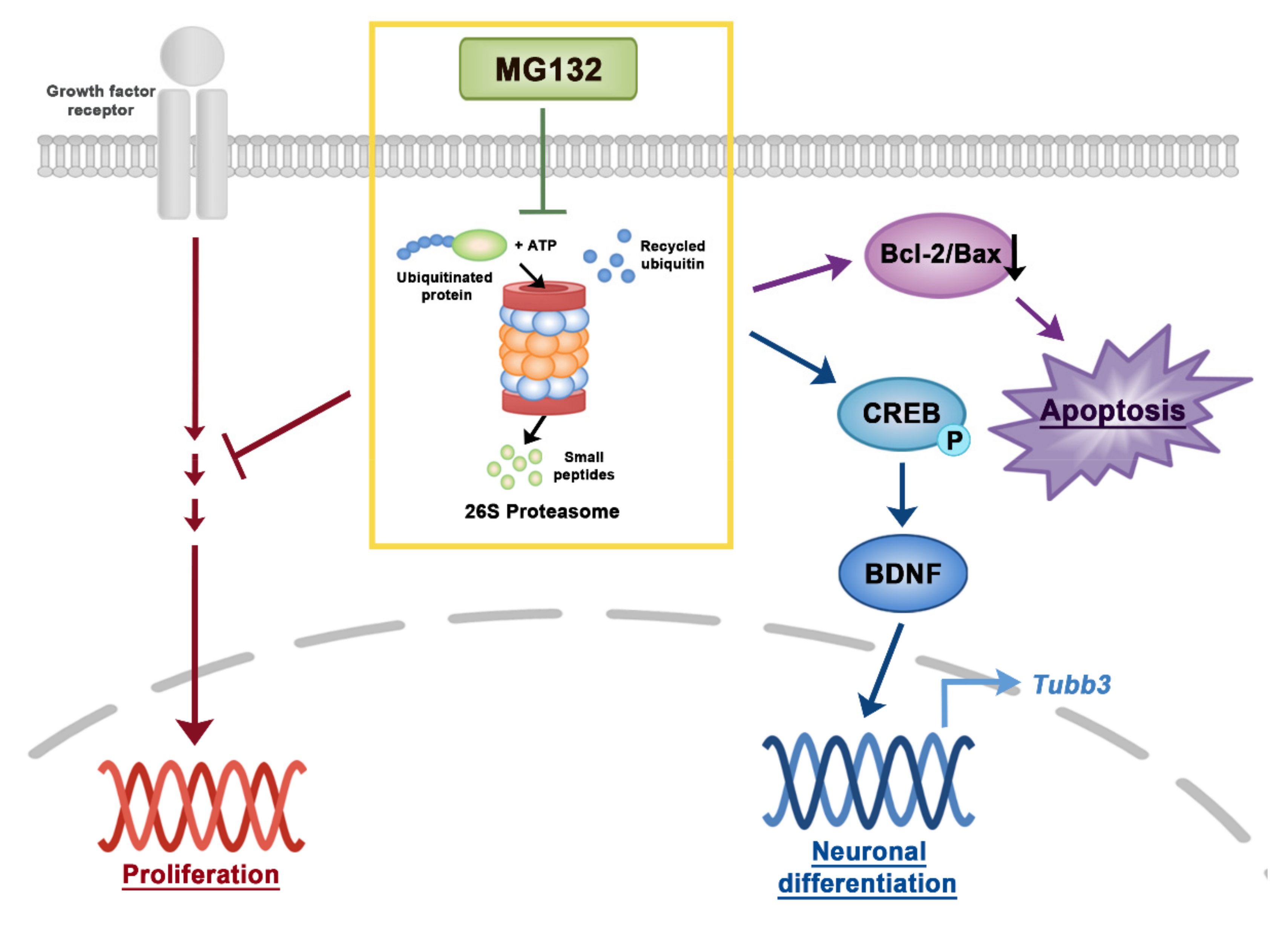 Biomolecules 10 01507 g007