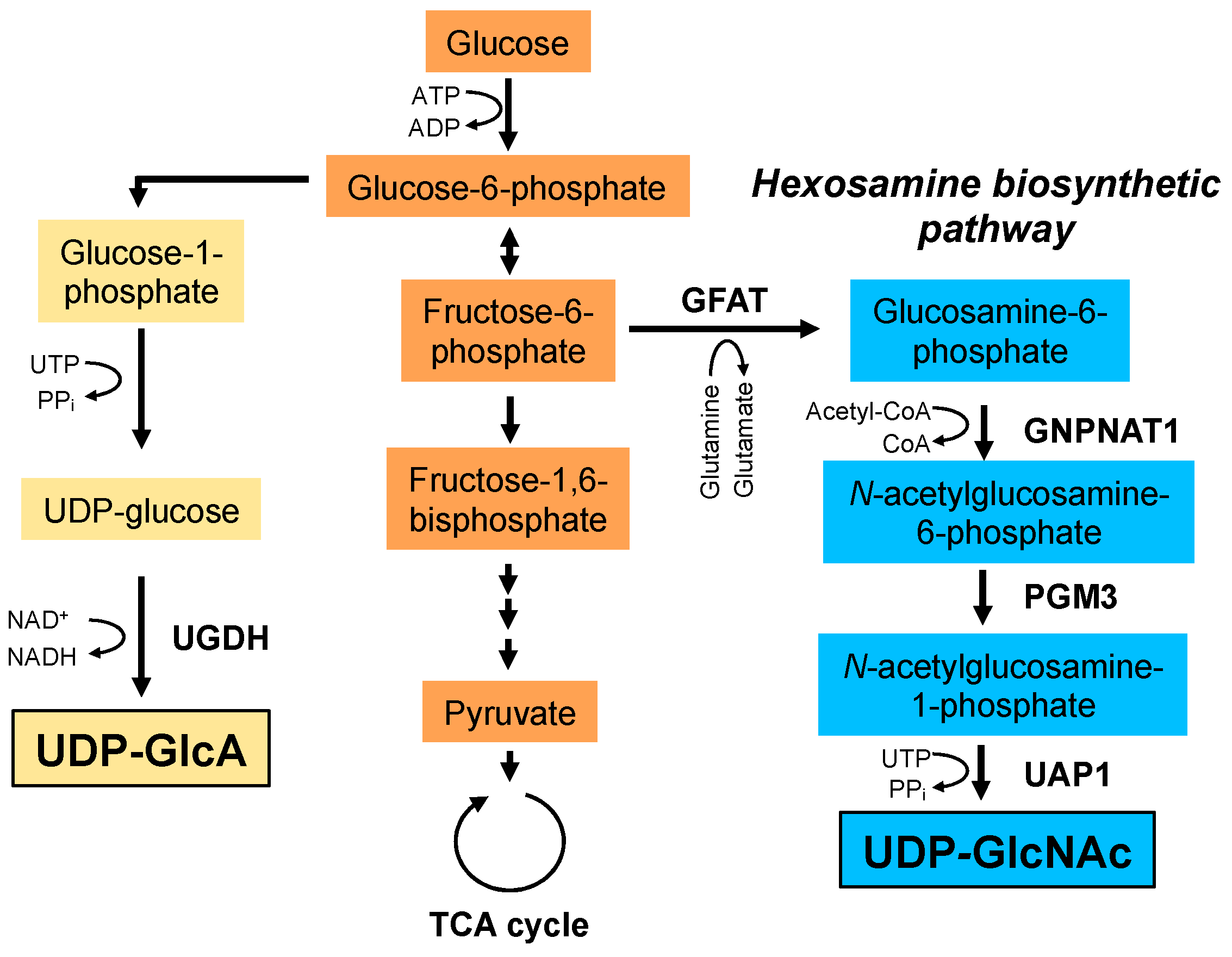 Biomolecules 10 01525 g003