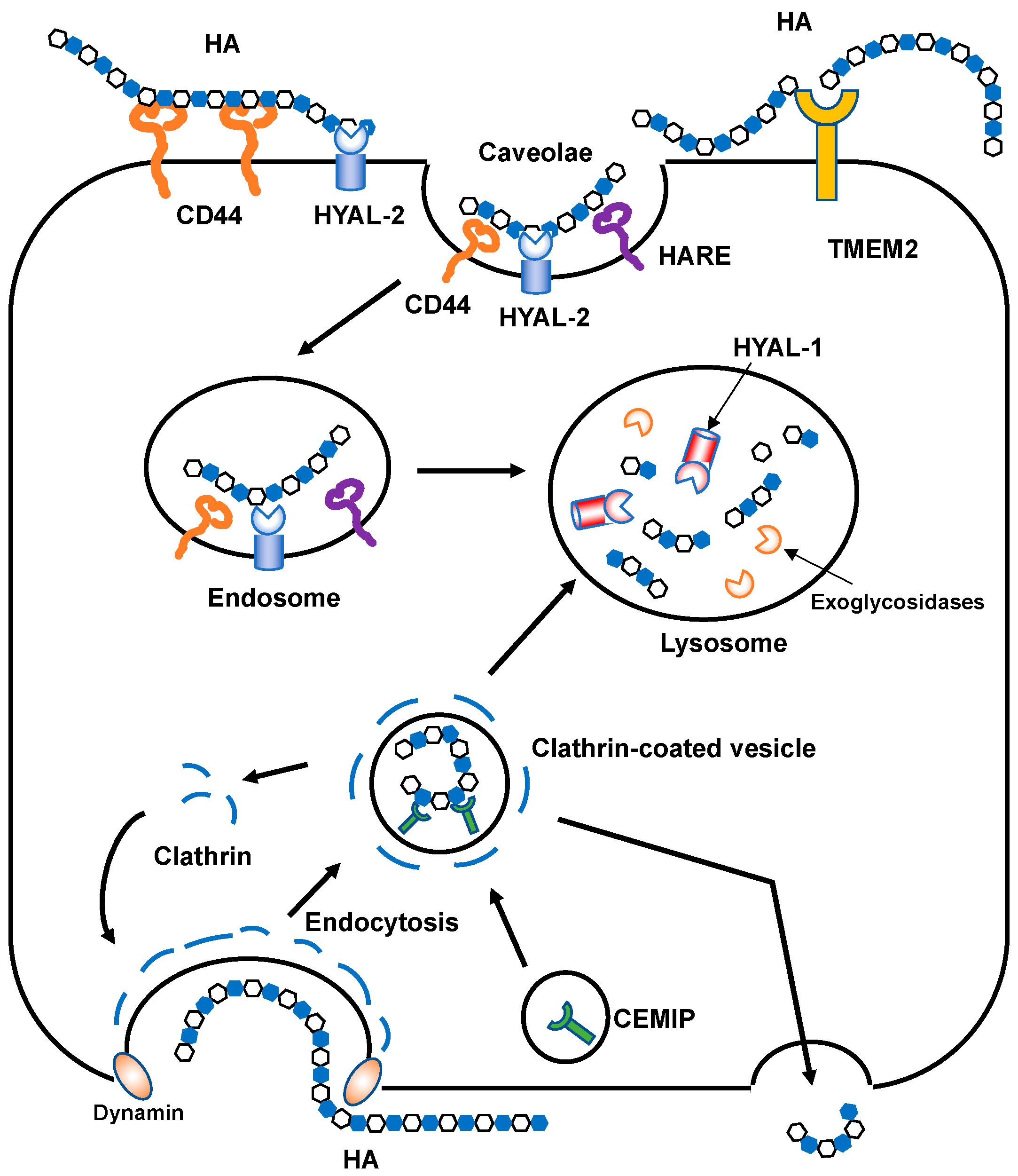Biomolecules 10 01525 g004