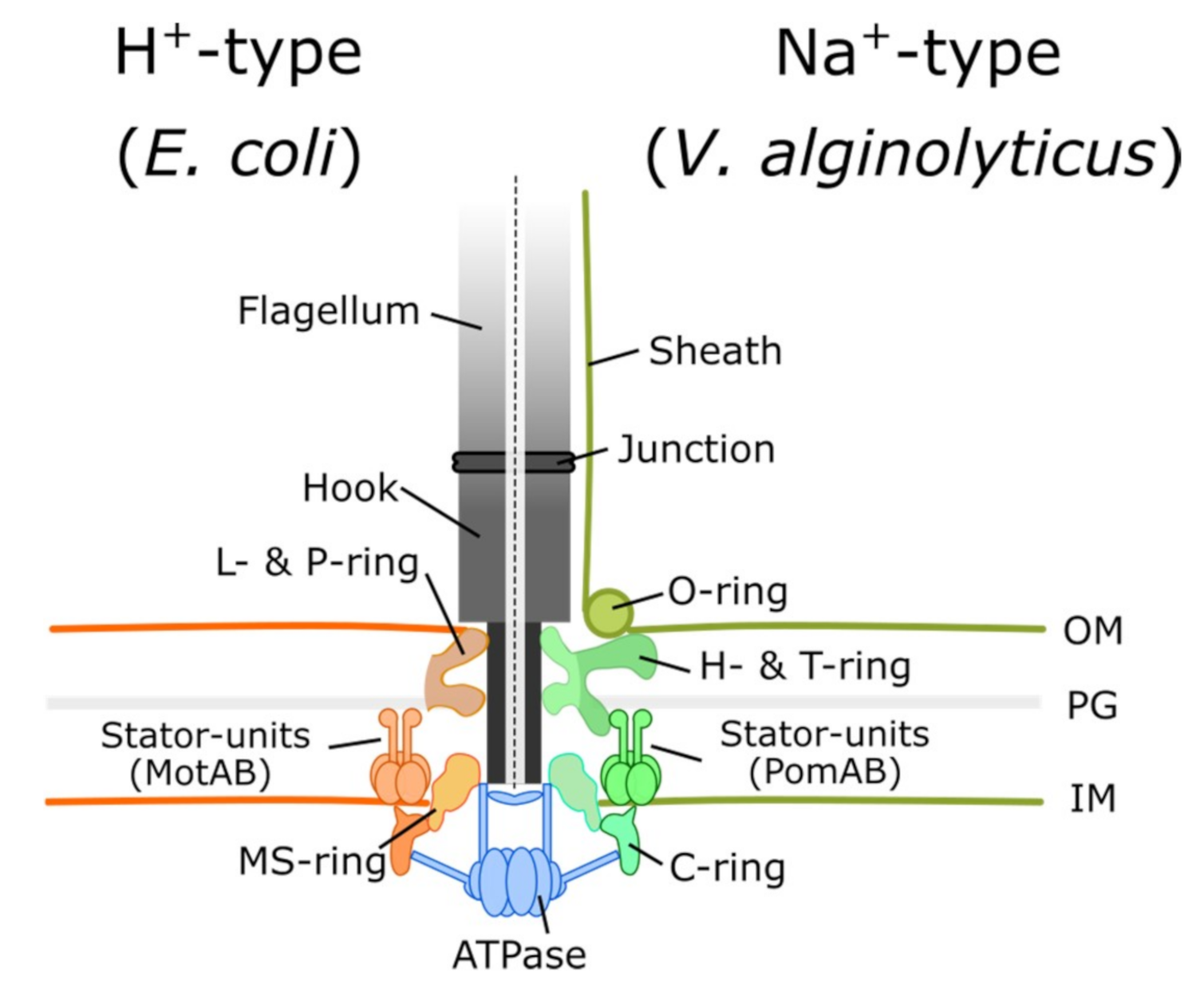 Biomolecules 10 01528 g001