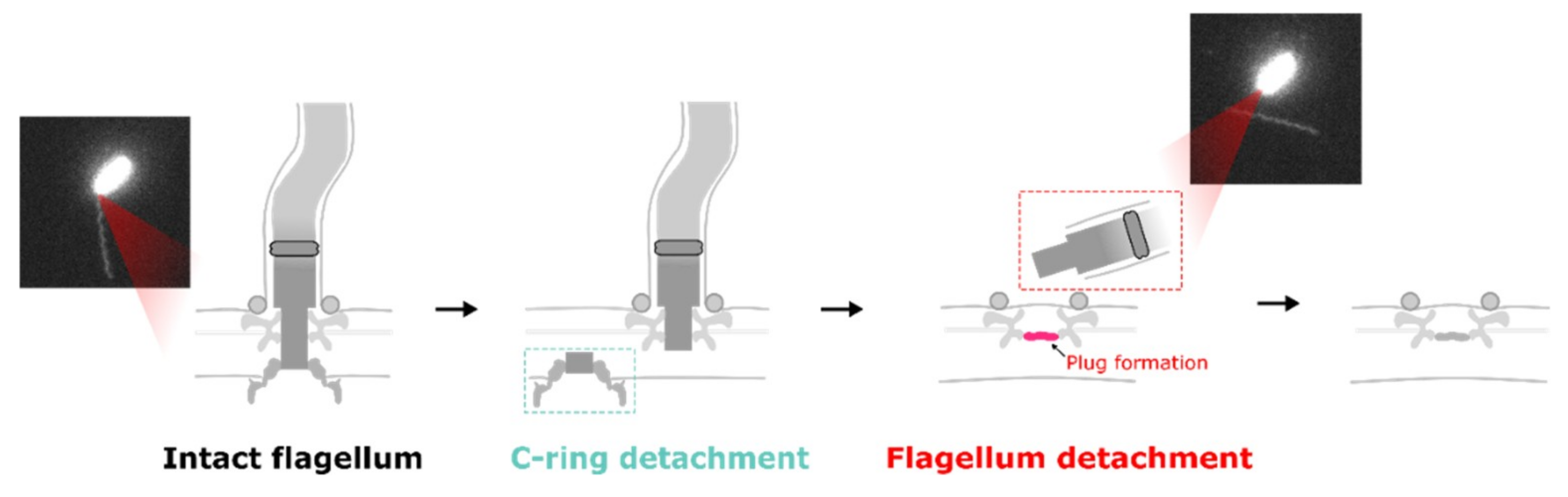 Biomolecules 10 01528 g005