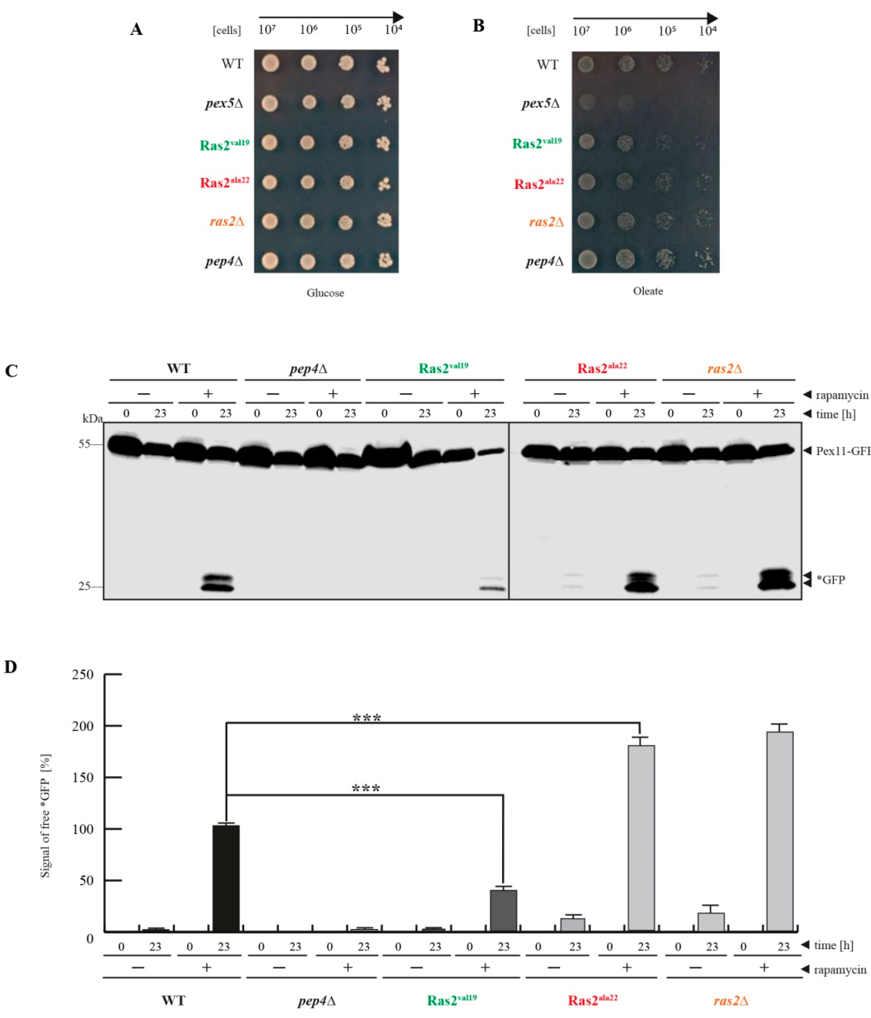Biomolecules 10 01553 g001
