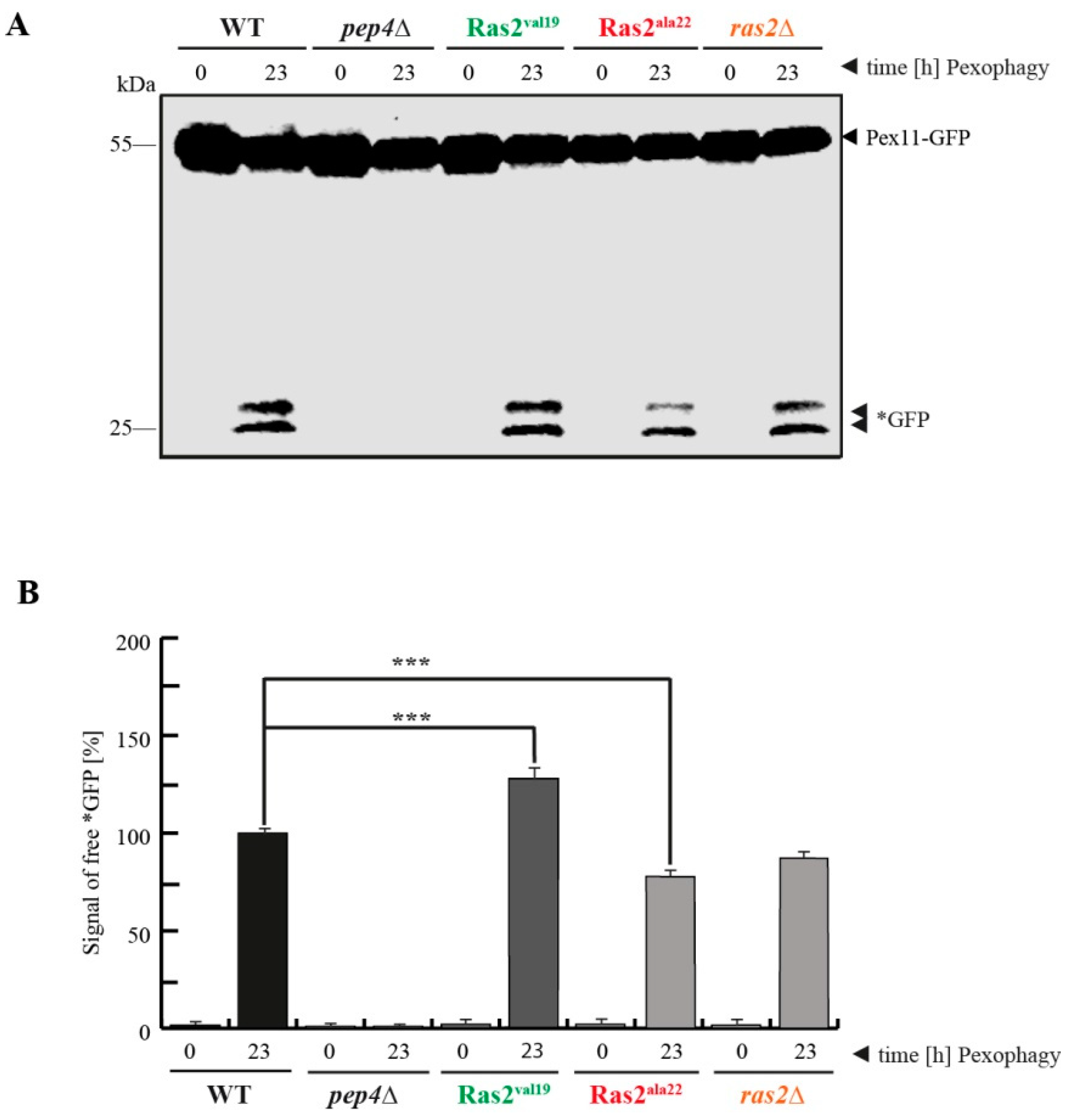 Biomolecules 10 01553 g002