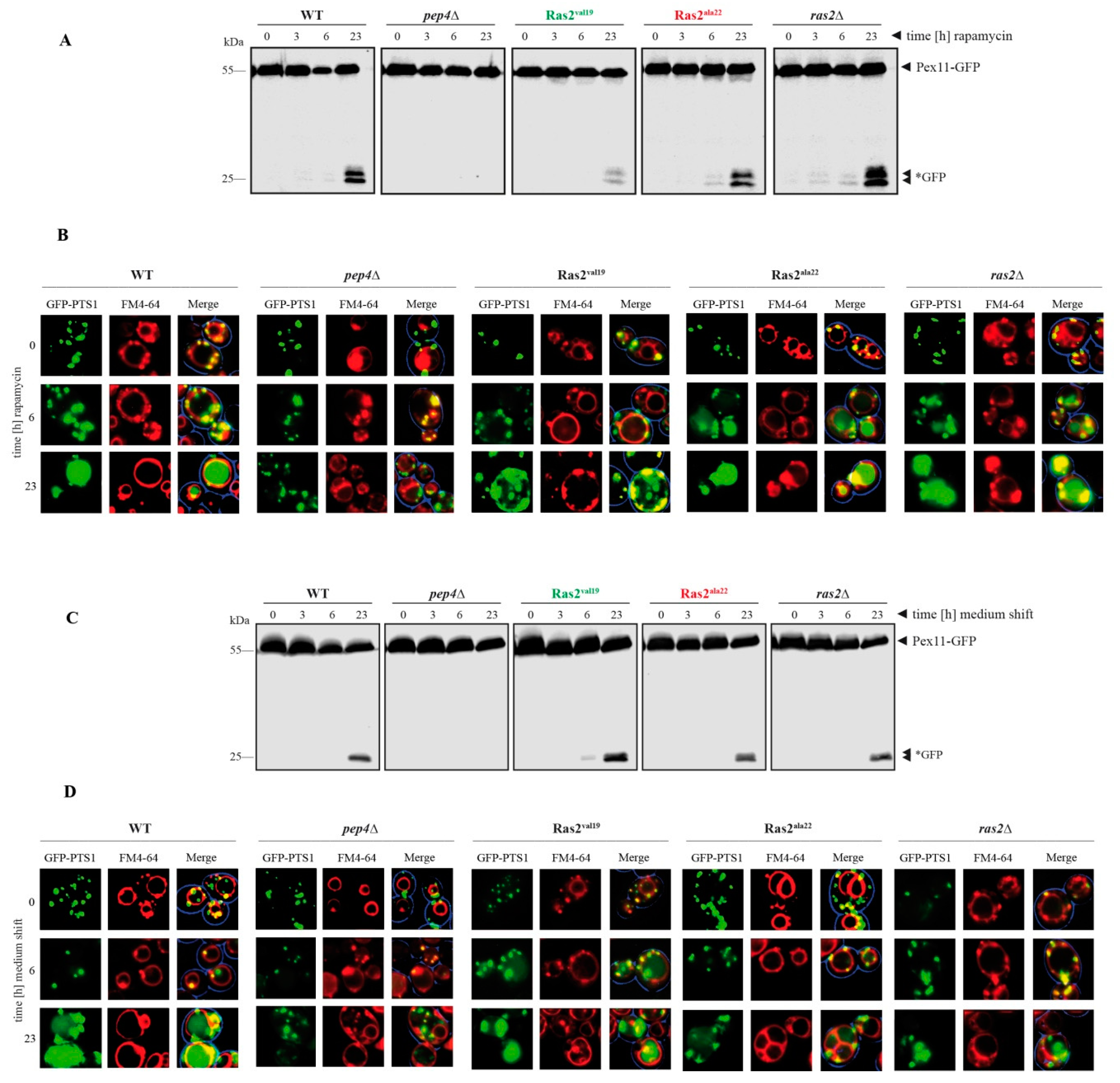 Biomolecules 10 01553 g003