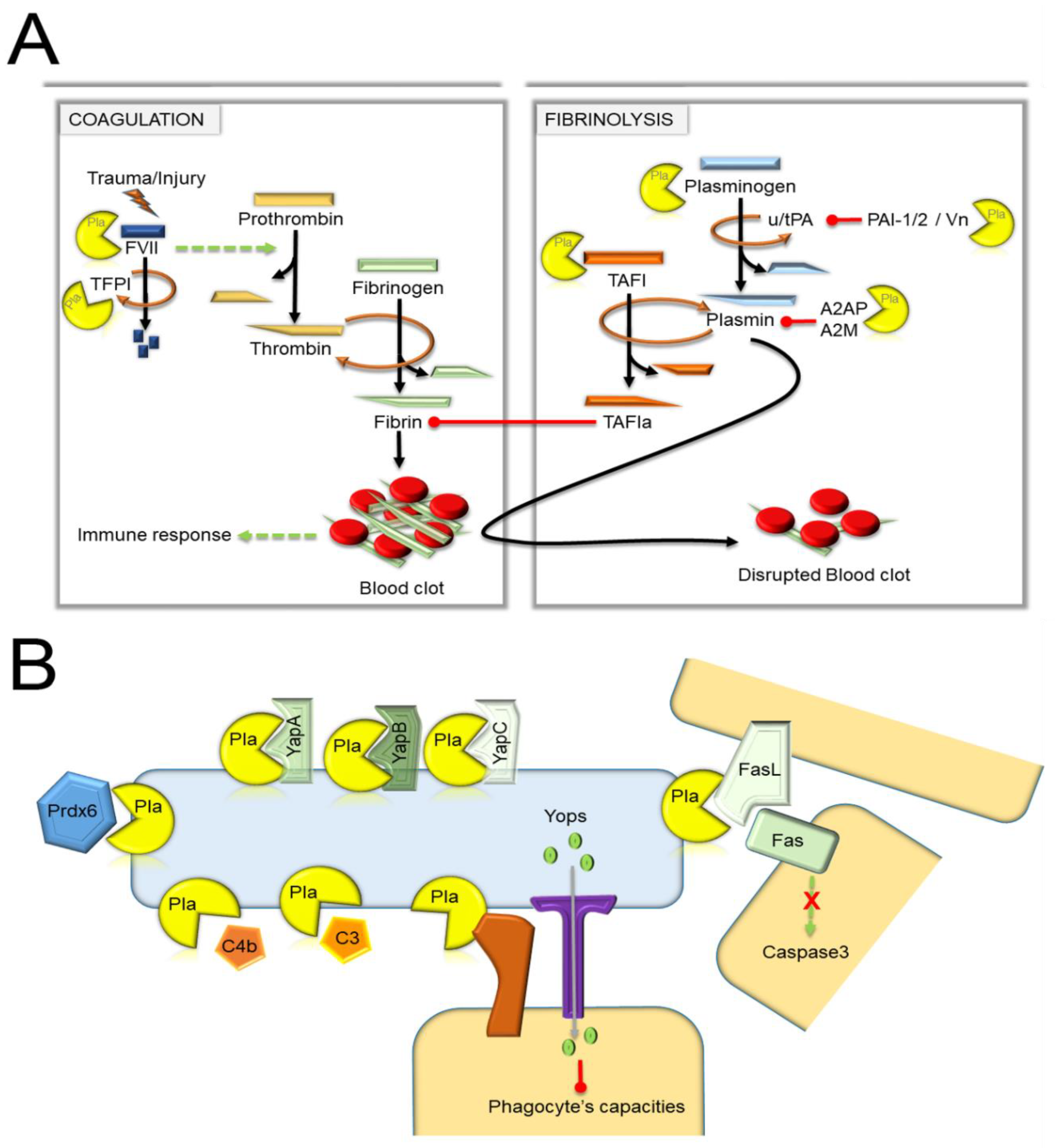 Biomolecules 10 01554 g003