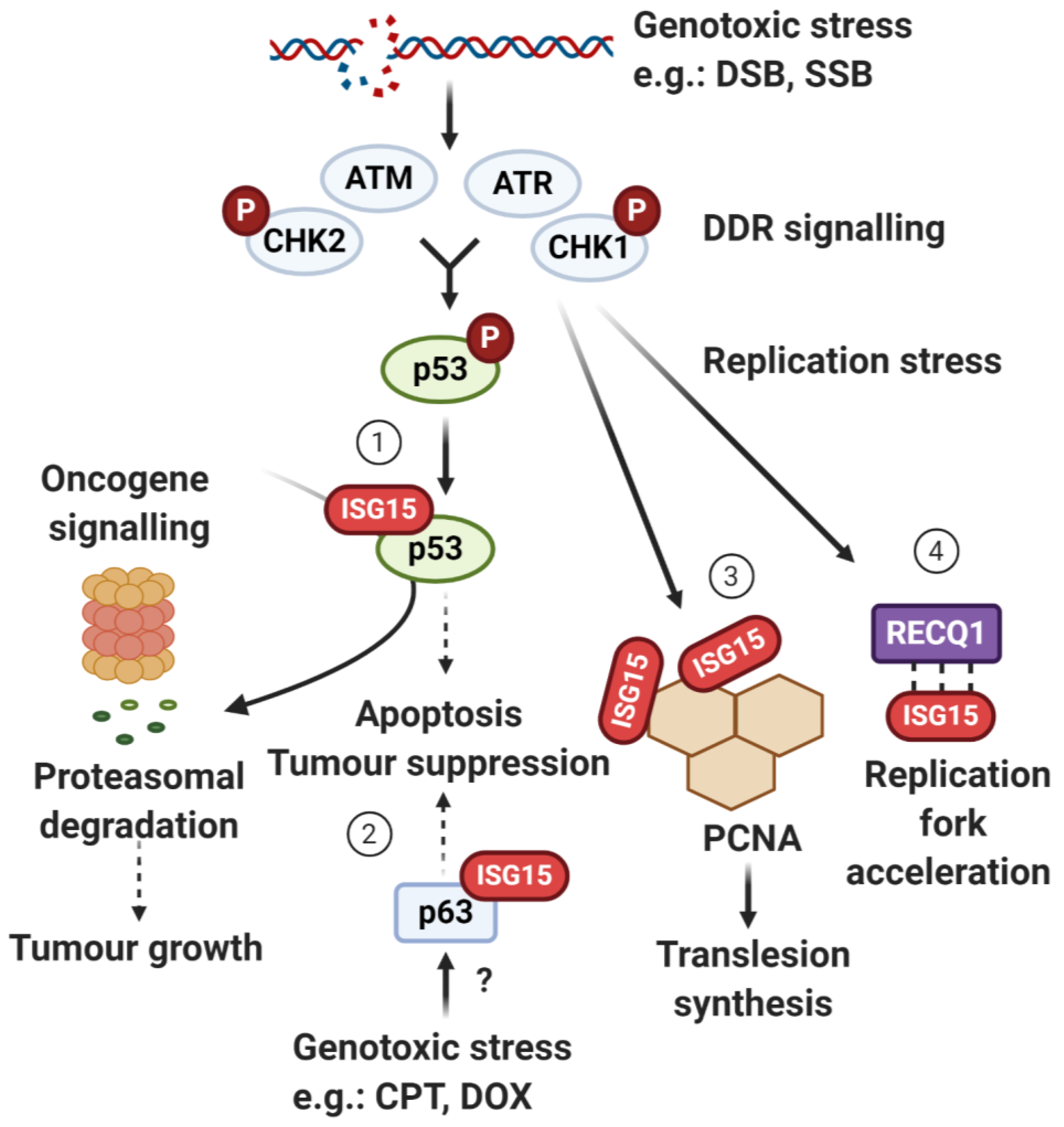 Biomolecules 10 01557 g004