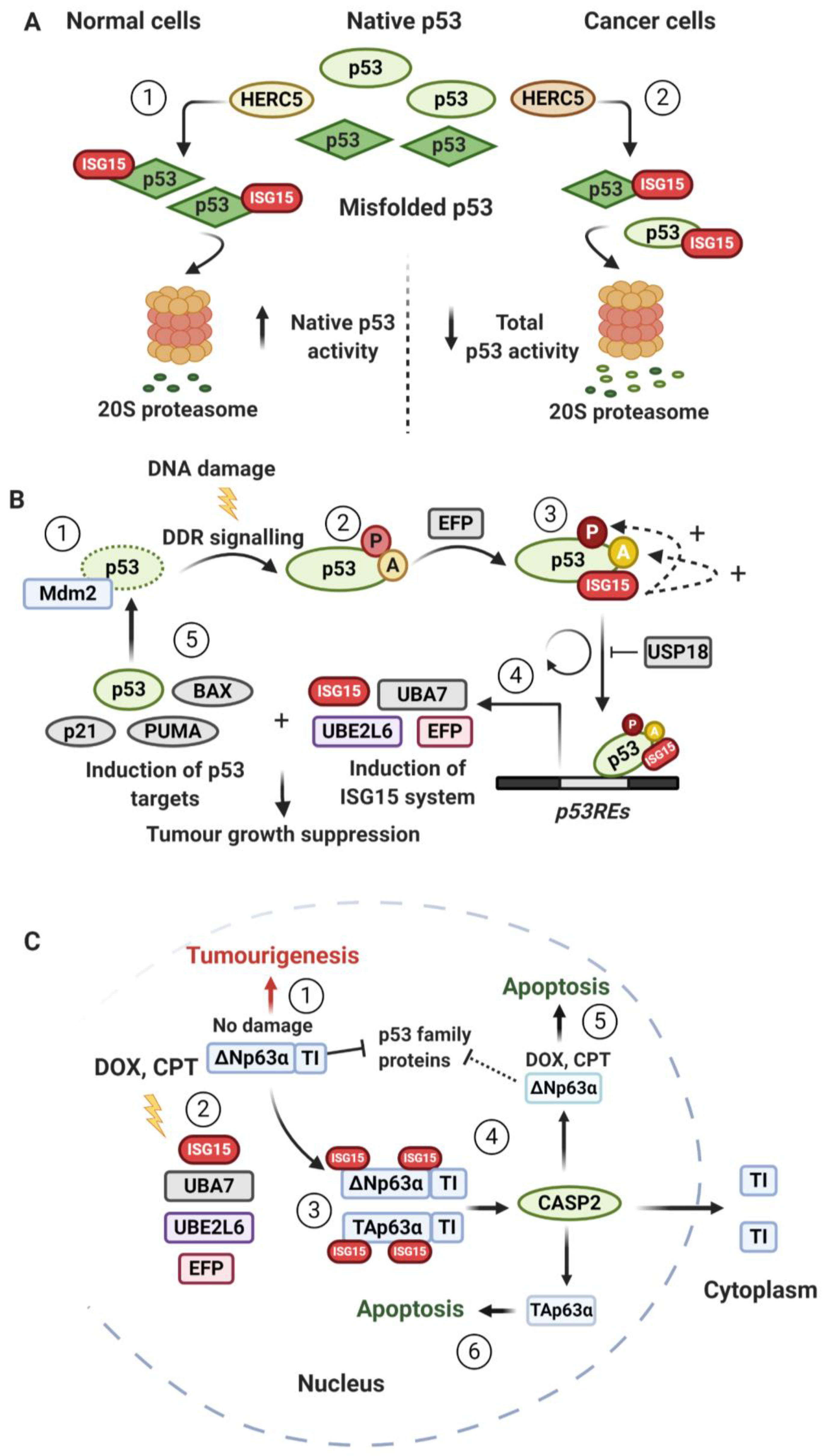Biomolecules 10 01557 g005