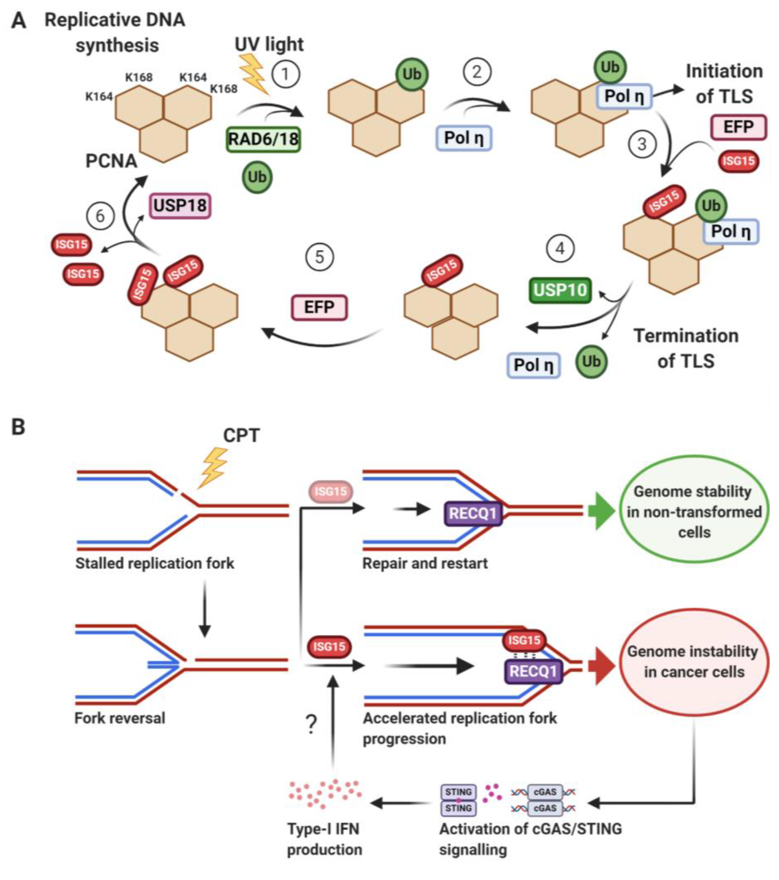 Biomolecules 10 01557 g006