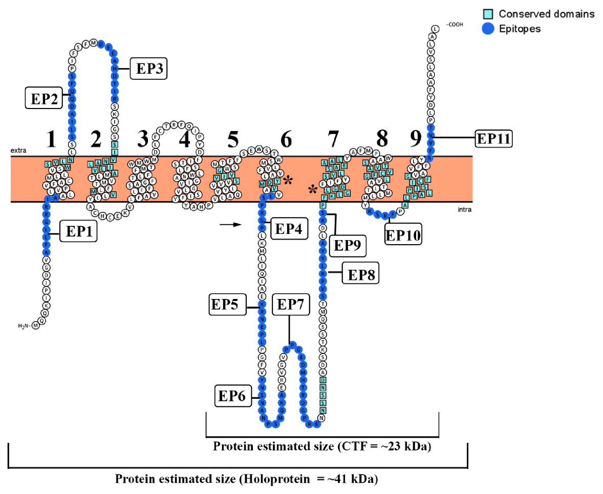 Biomolecules 10 01564 g002 Biomolecules 10 01564 g002