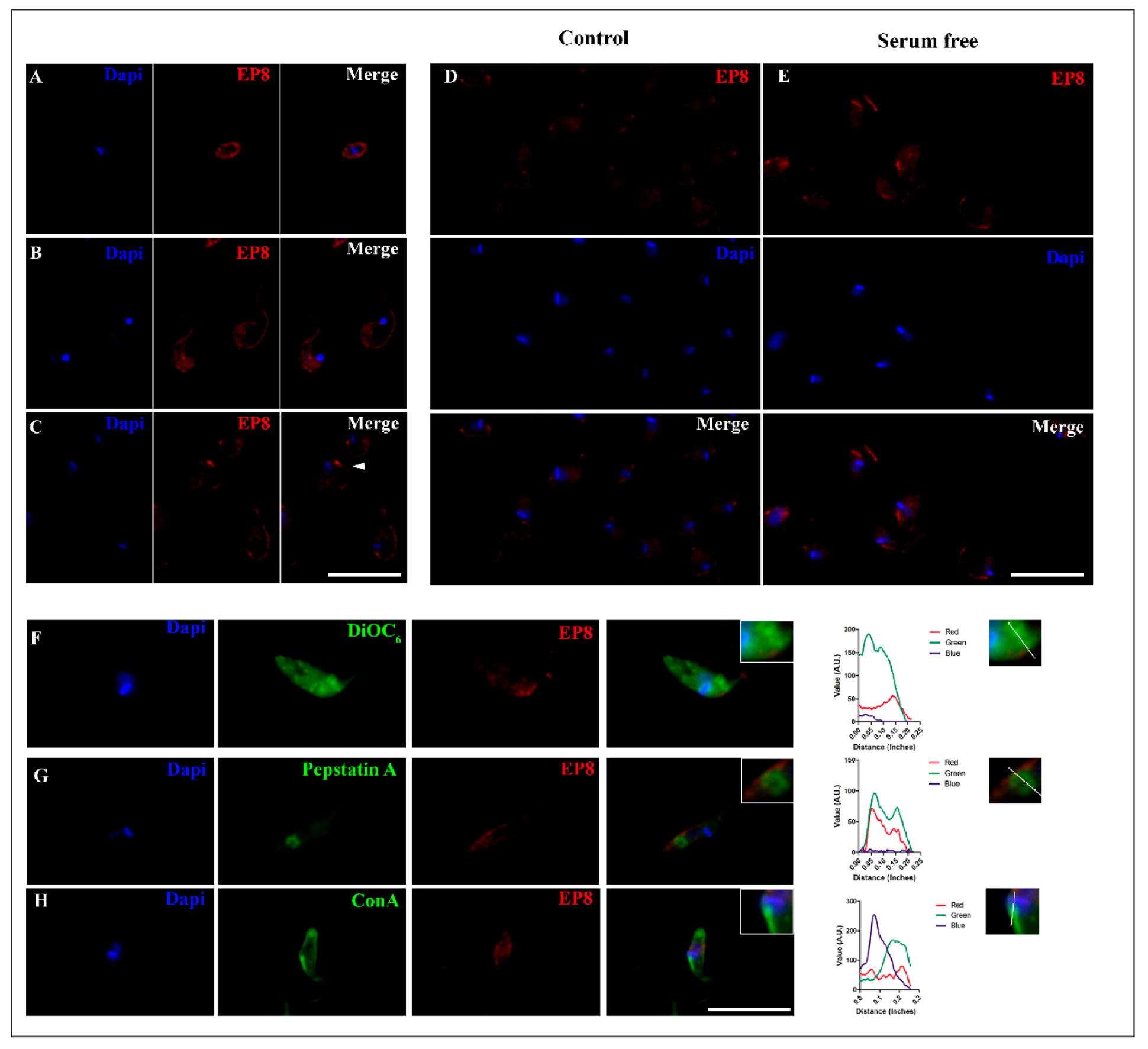 Biomolecules 10 01564 g005 Biomolecules 10 01564 g005