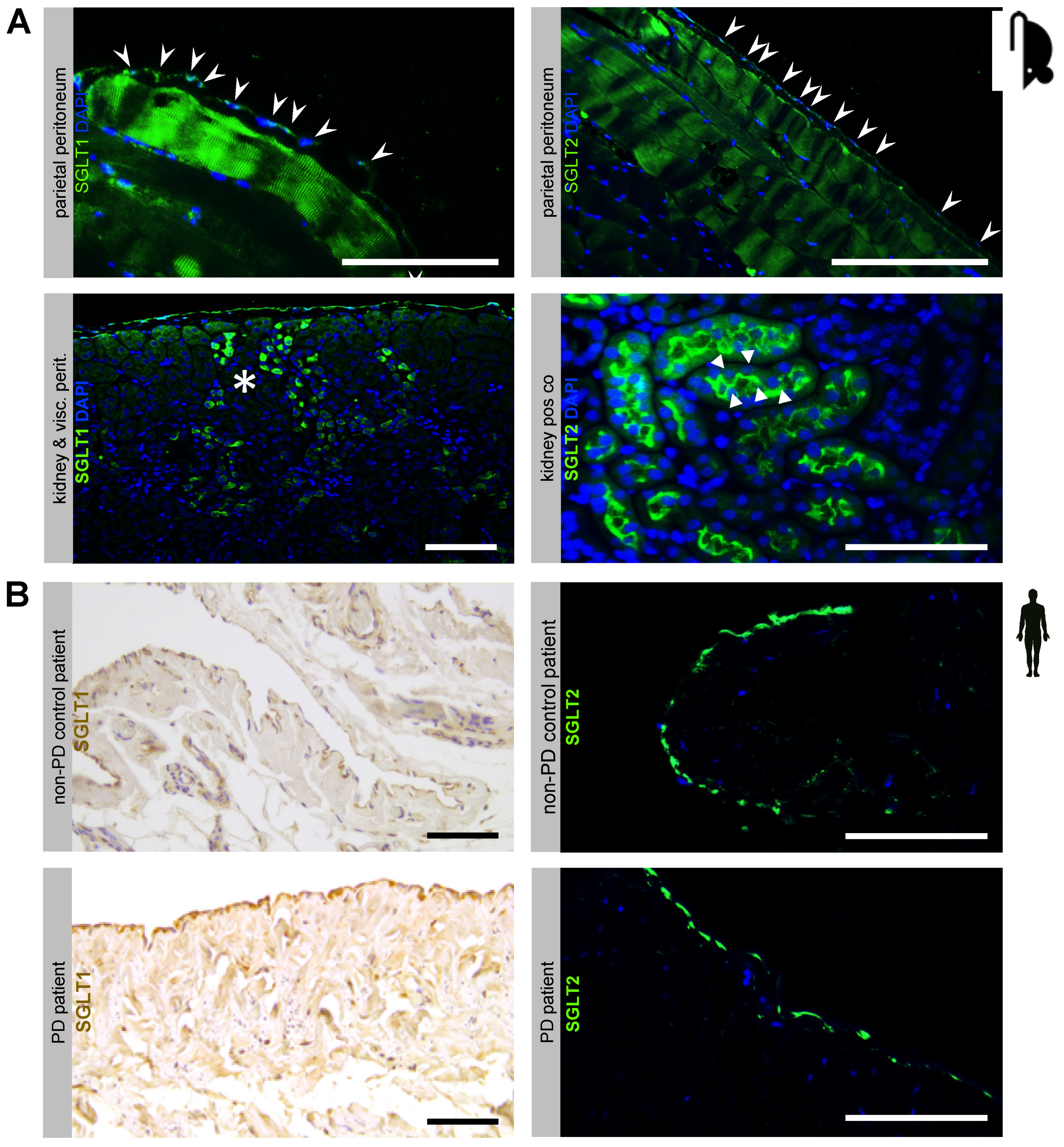 Biomolecules 10 01573 g001