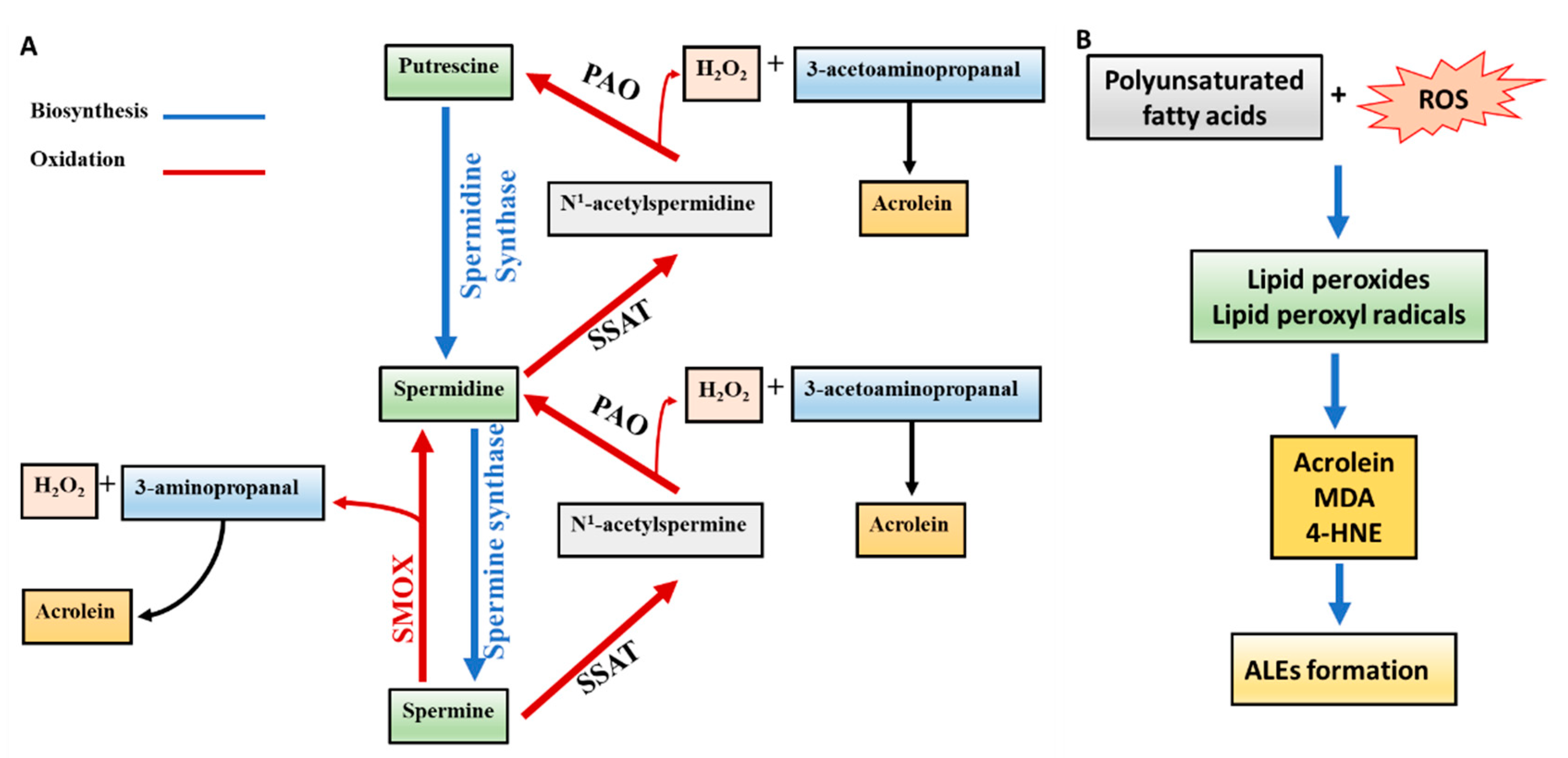 Biomolecules 10 01579 g001