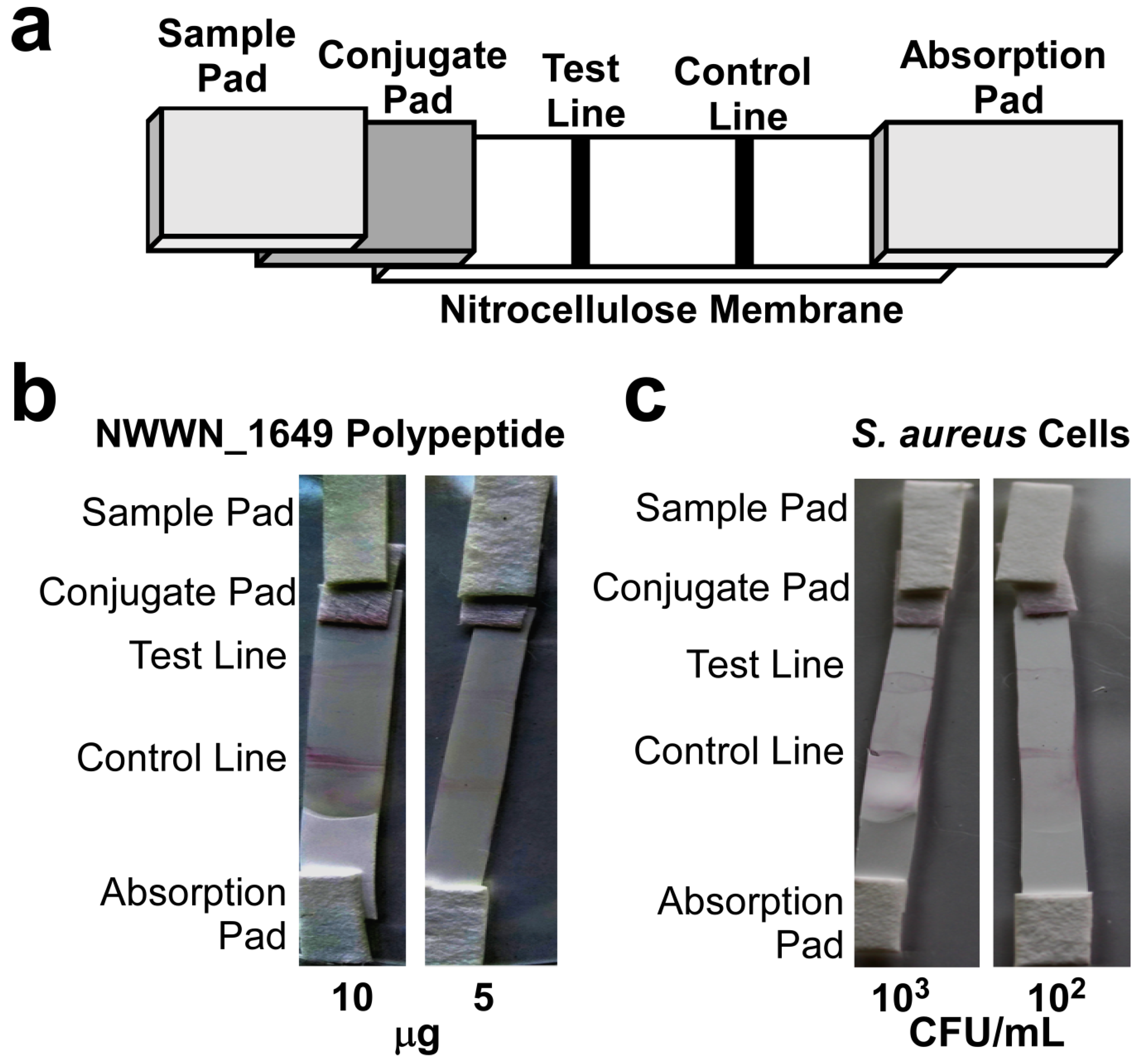 Biomolecules 10 01580 g004 Biomolecules 10 01580 g004