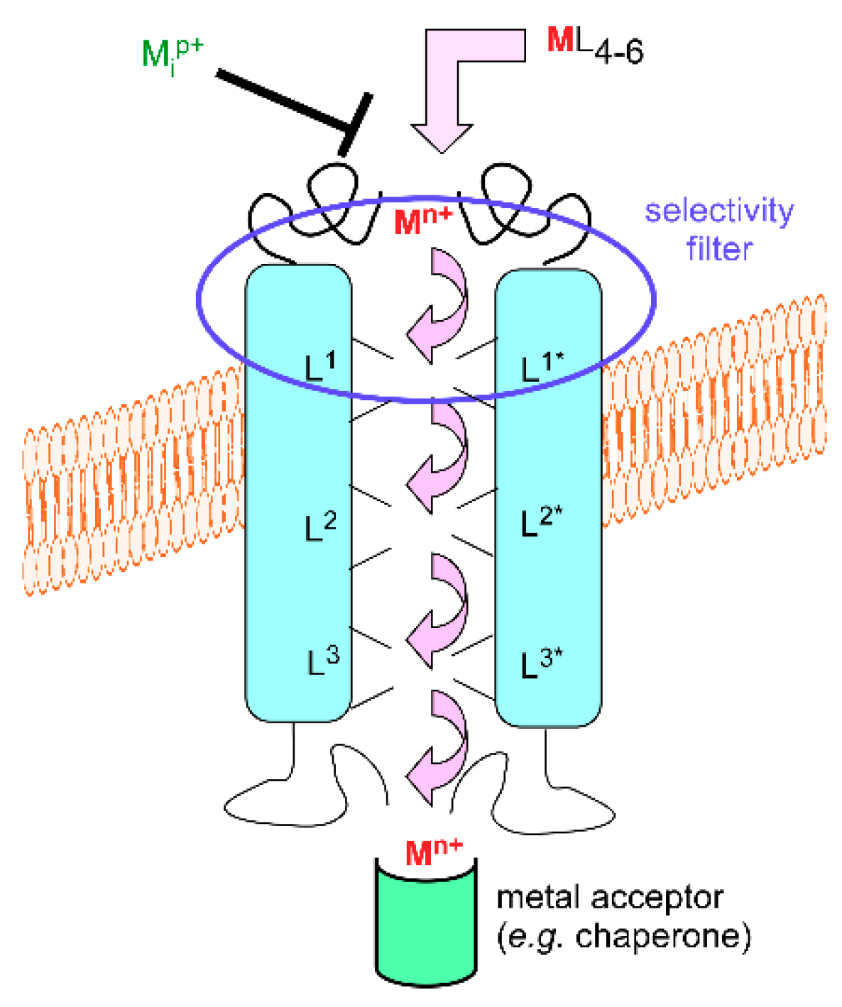 Biomolecules 10 01584 g001