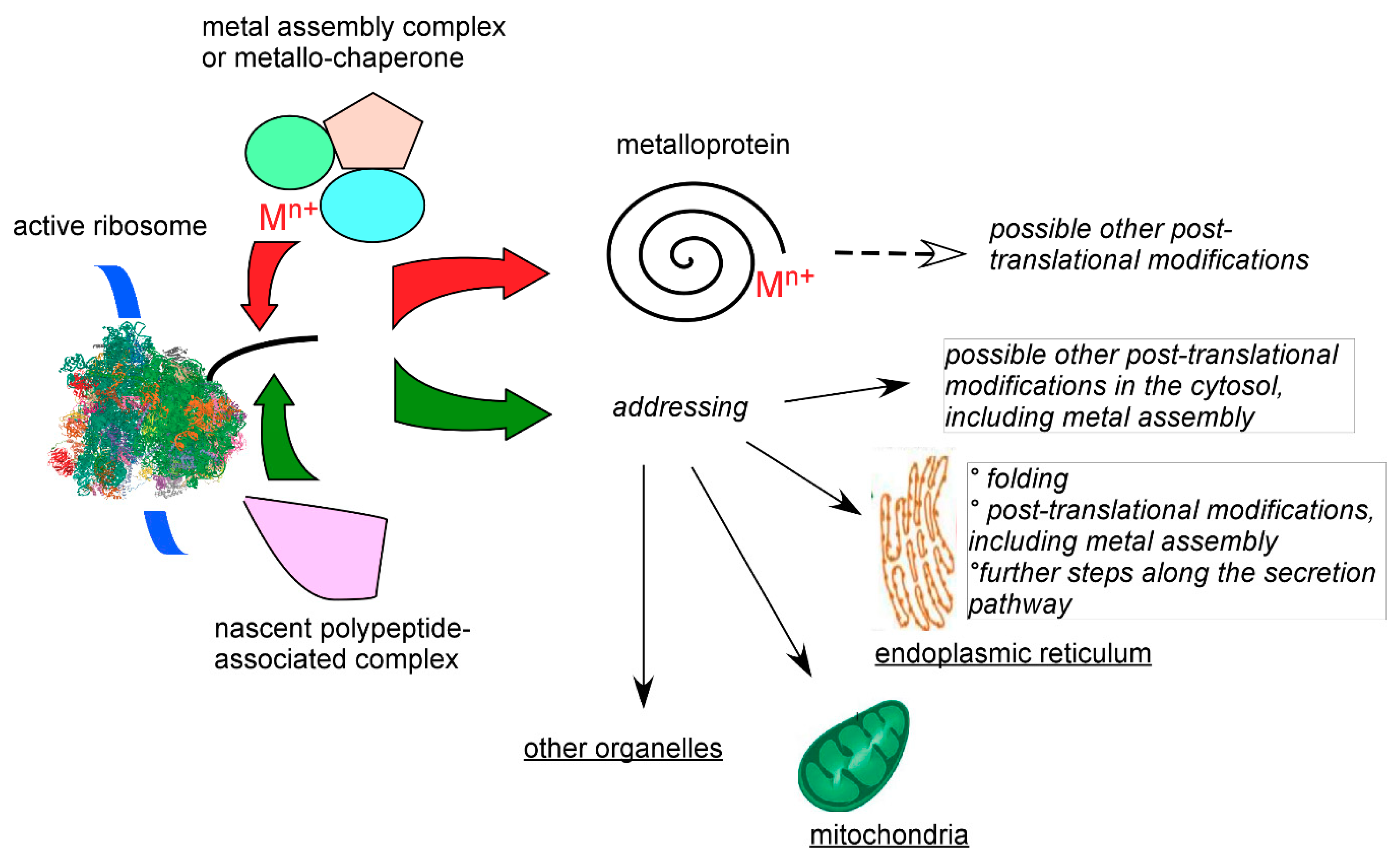 Biomolecules 10 01584 g004