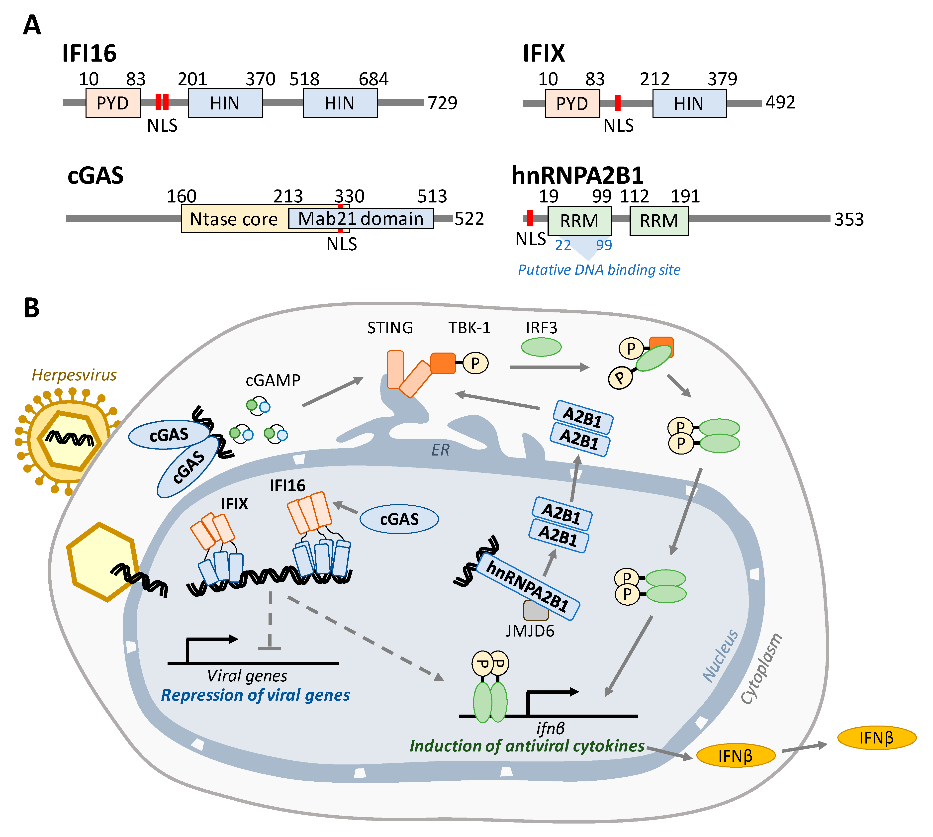 Biomolecules 10 01591 g001 Biomolecules 10 01591 g001