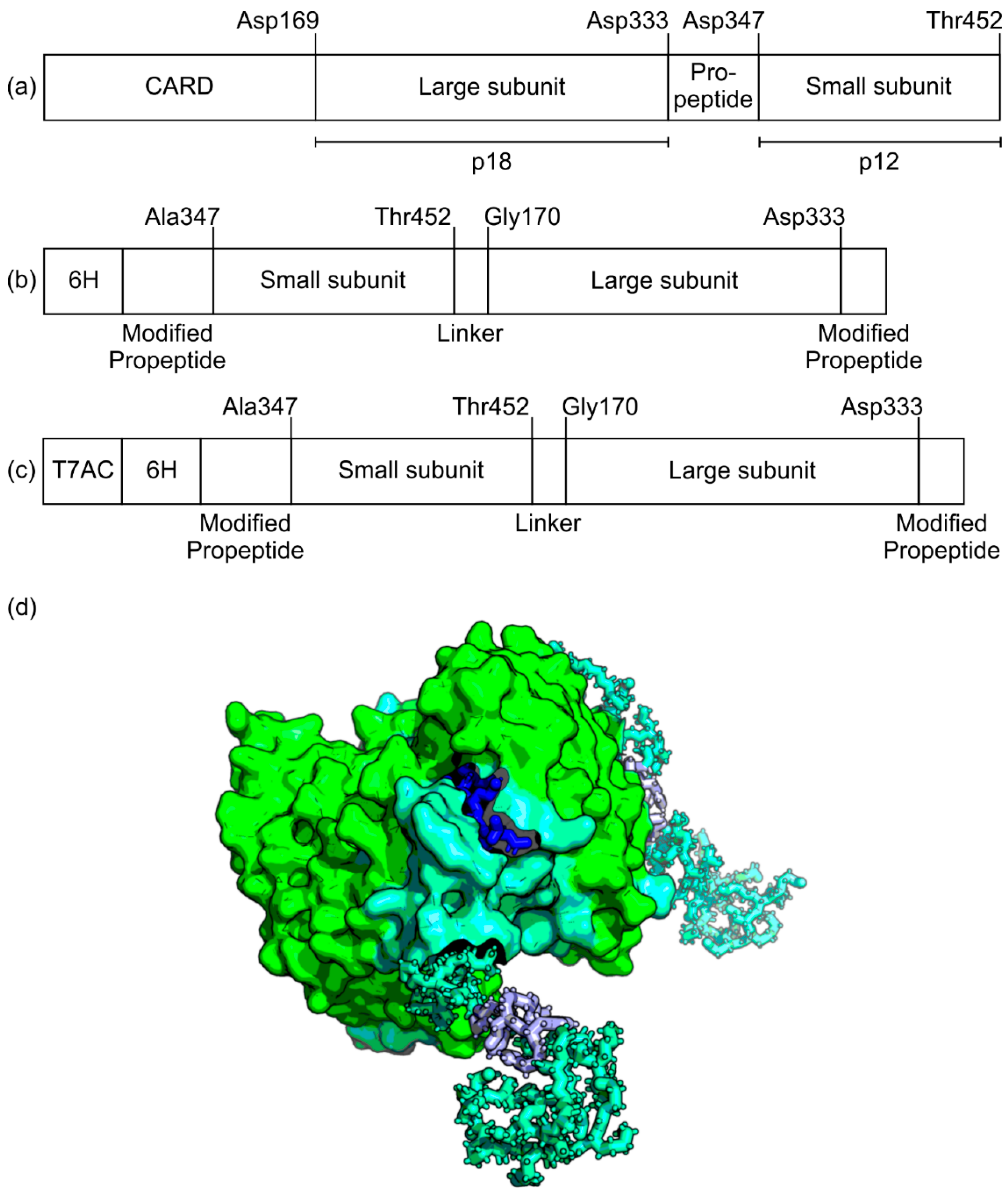 Biomolecules 10 01592 g001