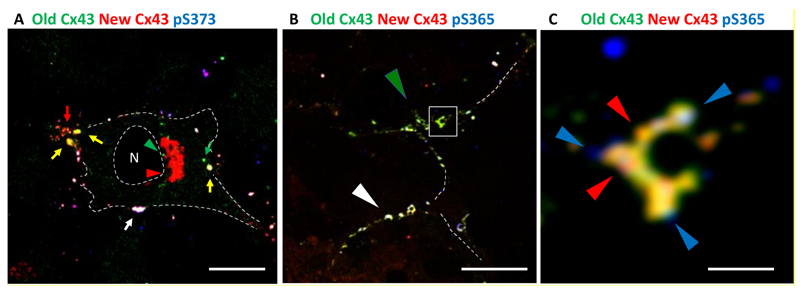 Biomolecules 10 01596 g002