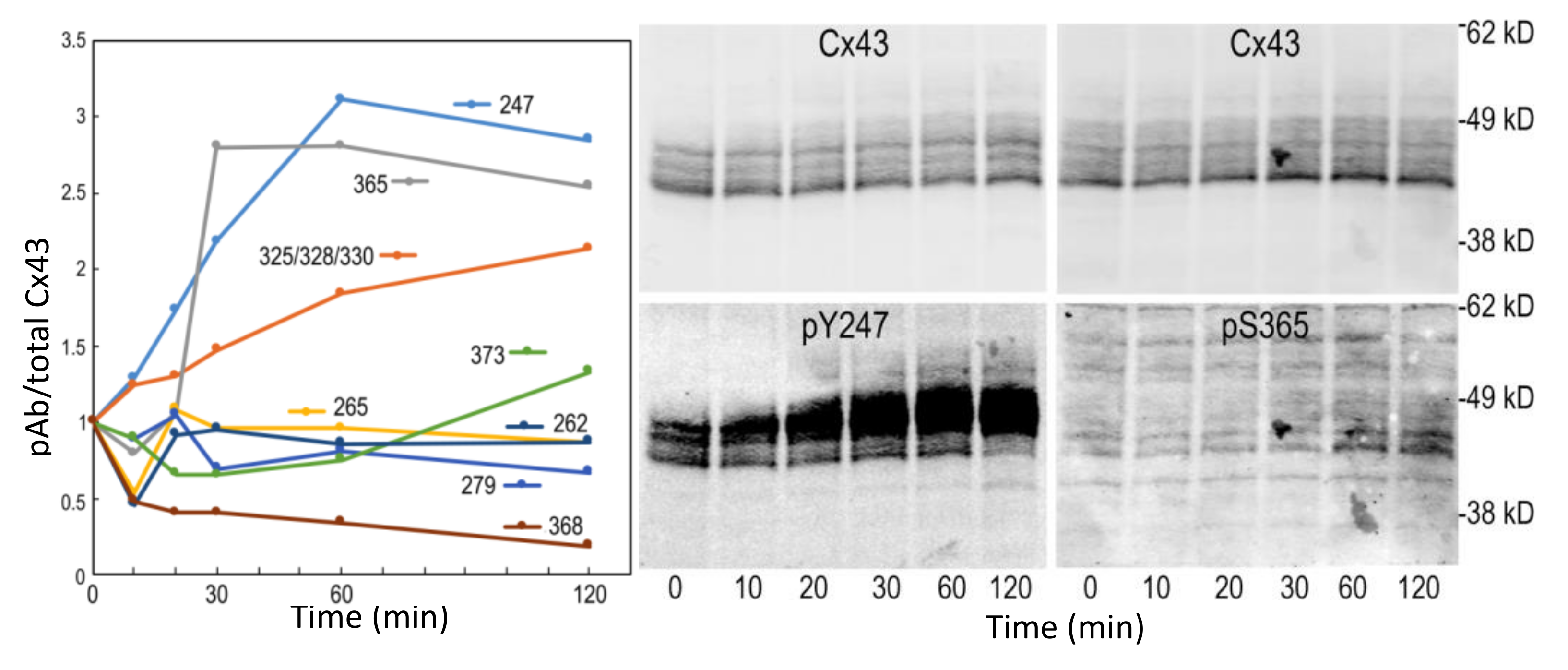 Biomolecules 10 01596 g006
