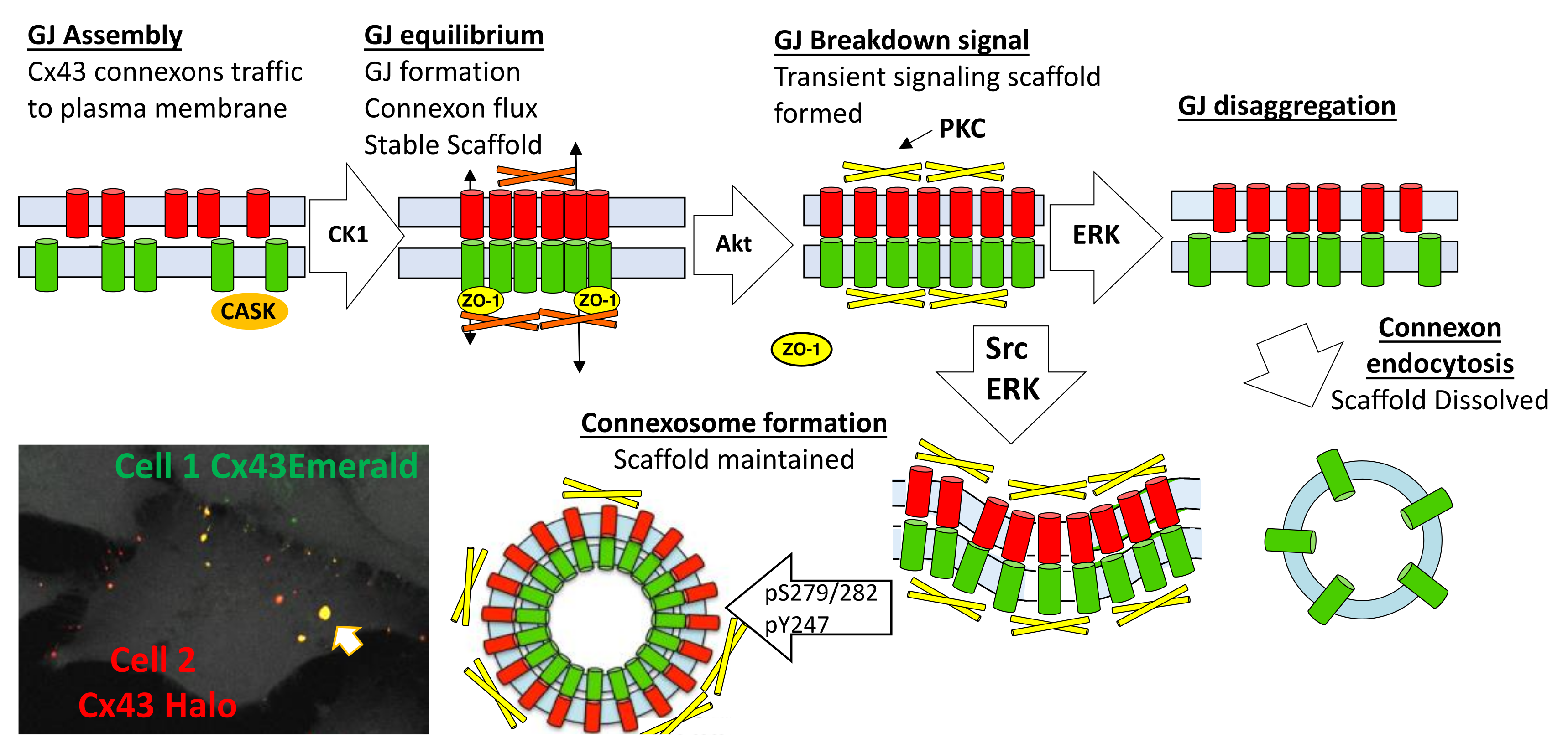 Biomolecules 10 01596 g008