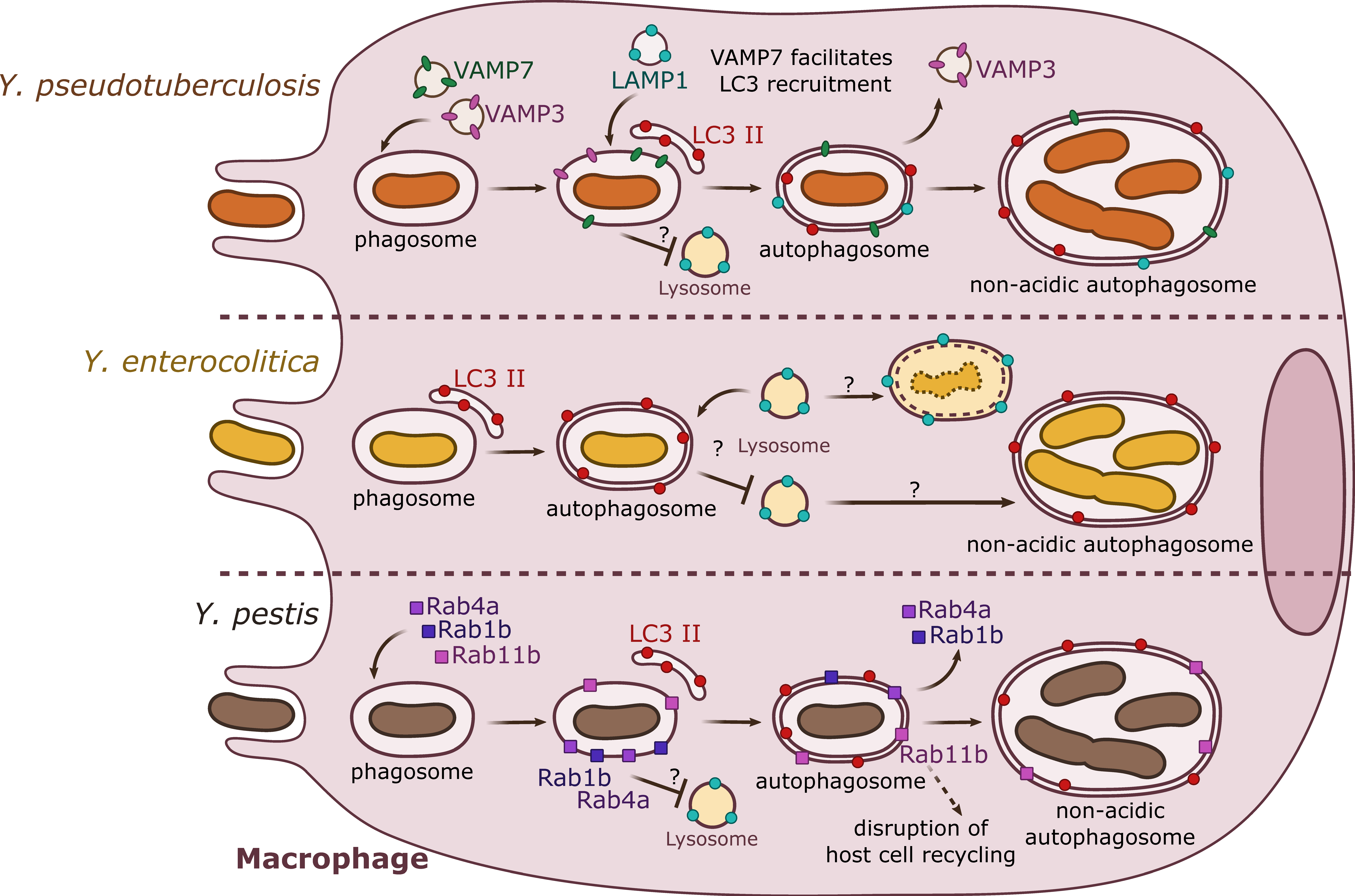 Biomolecules 10 01637 g001 Biomolecules 10 01637 g001