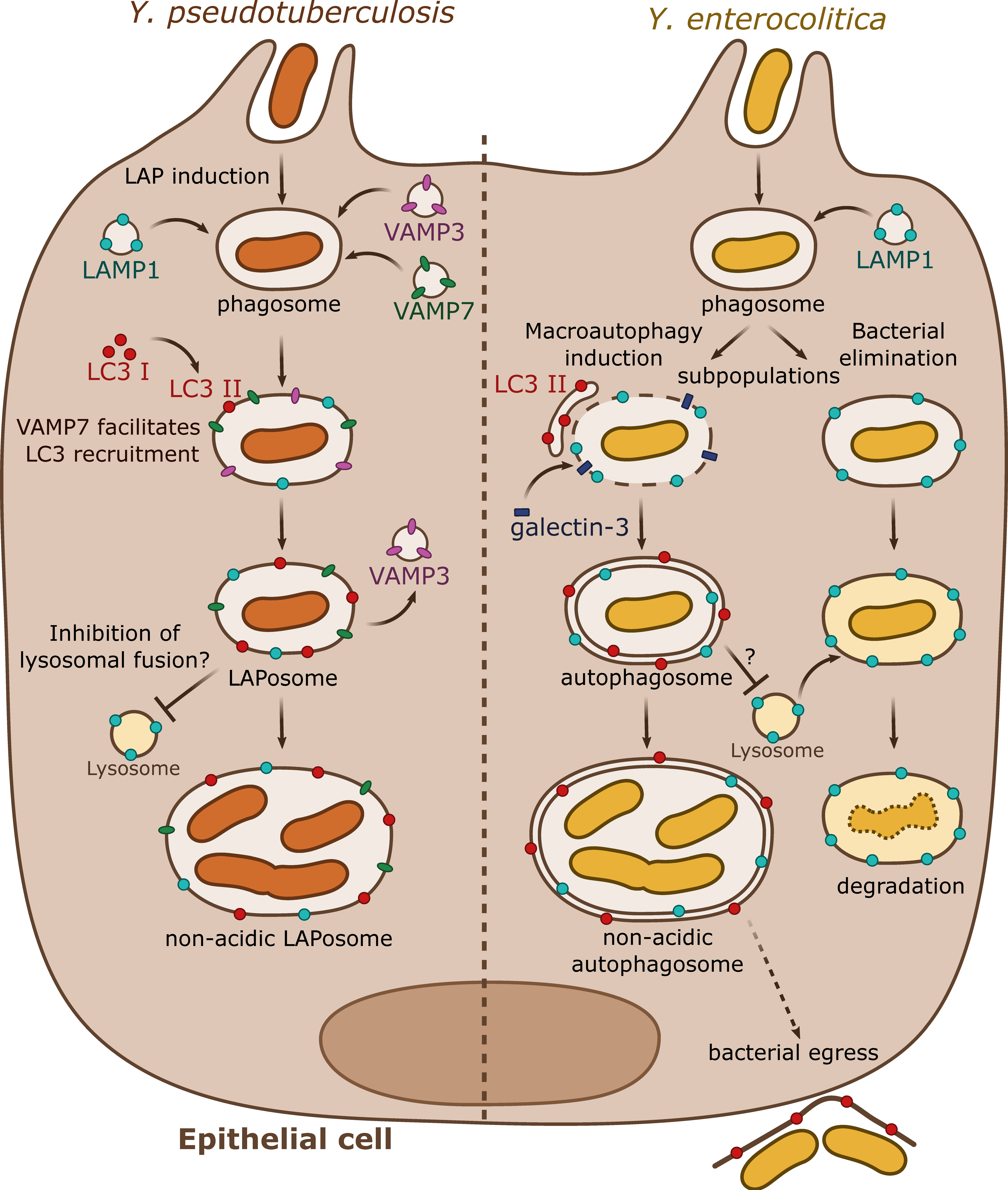 Biomolecules 10 01637 g002 Biomolecules 10 01637 g002