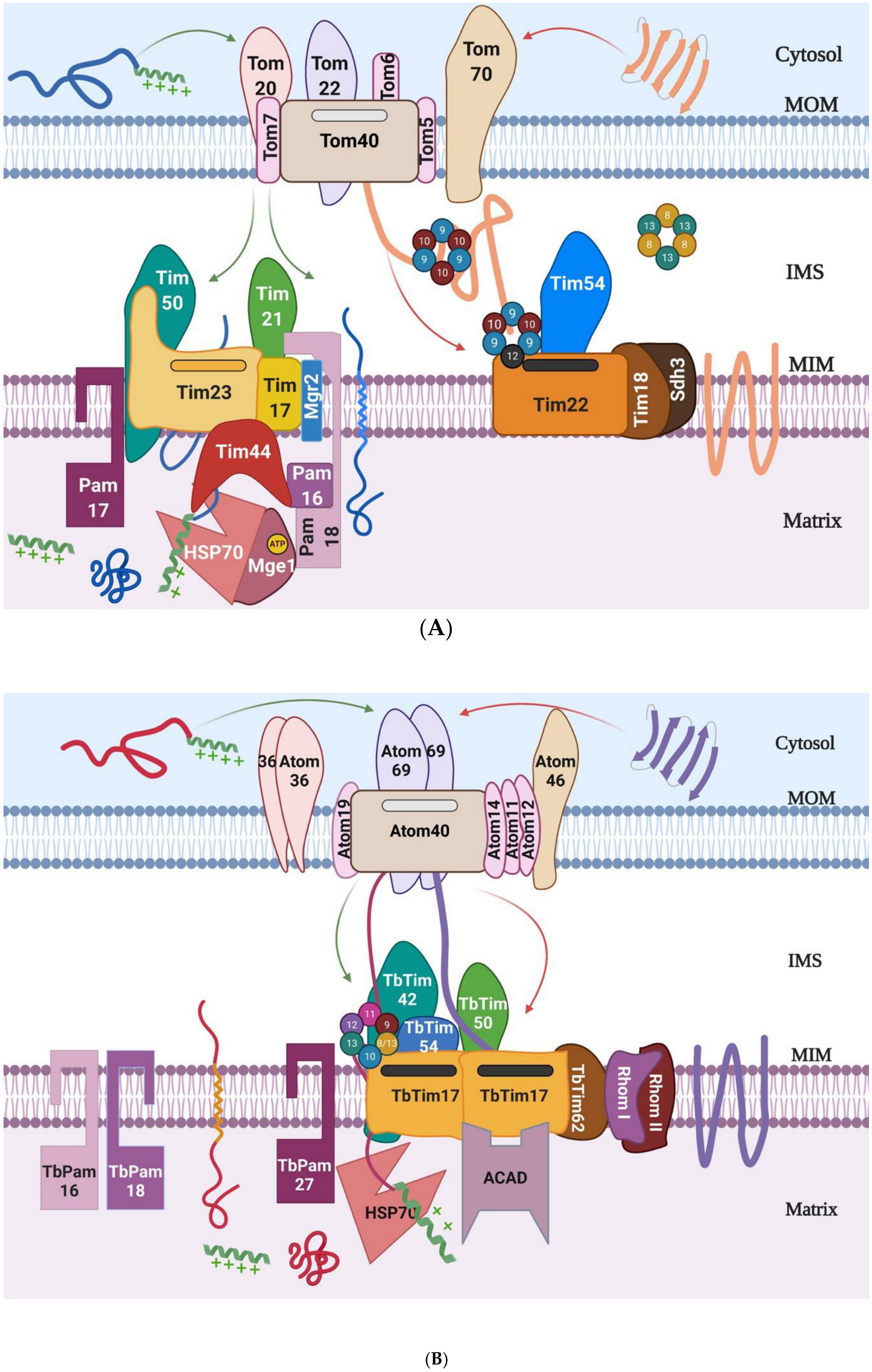Biomolecules 10 01643 g001